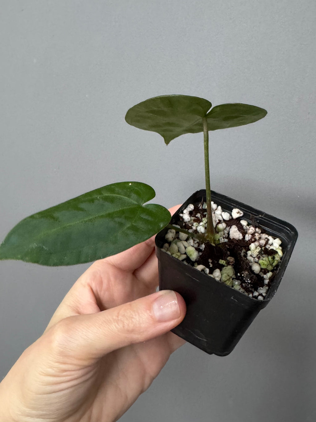 Anthurium AOS x forgetii dark