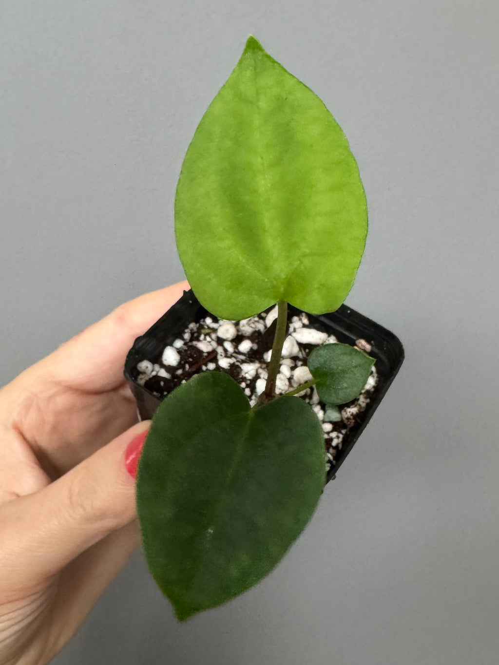 Anthurium ((BVEP x Portillae Dorito) x (Dark Phoenix x Goliath)) x (Fort Sherman x RVDP)