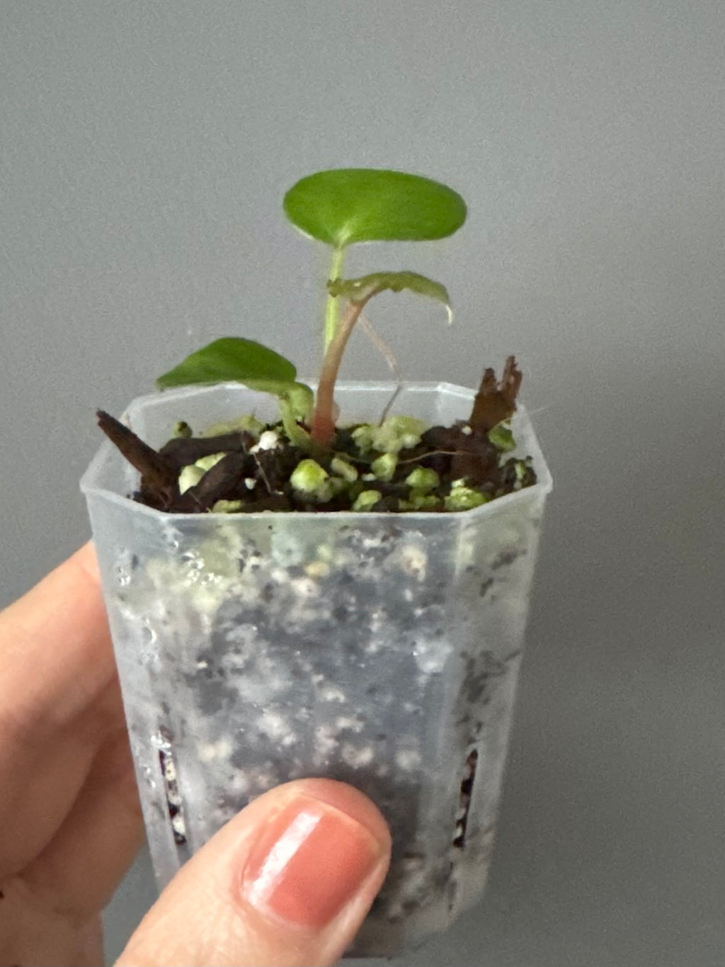 Anthurium Silver Blush x M