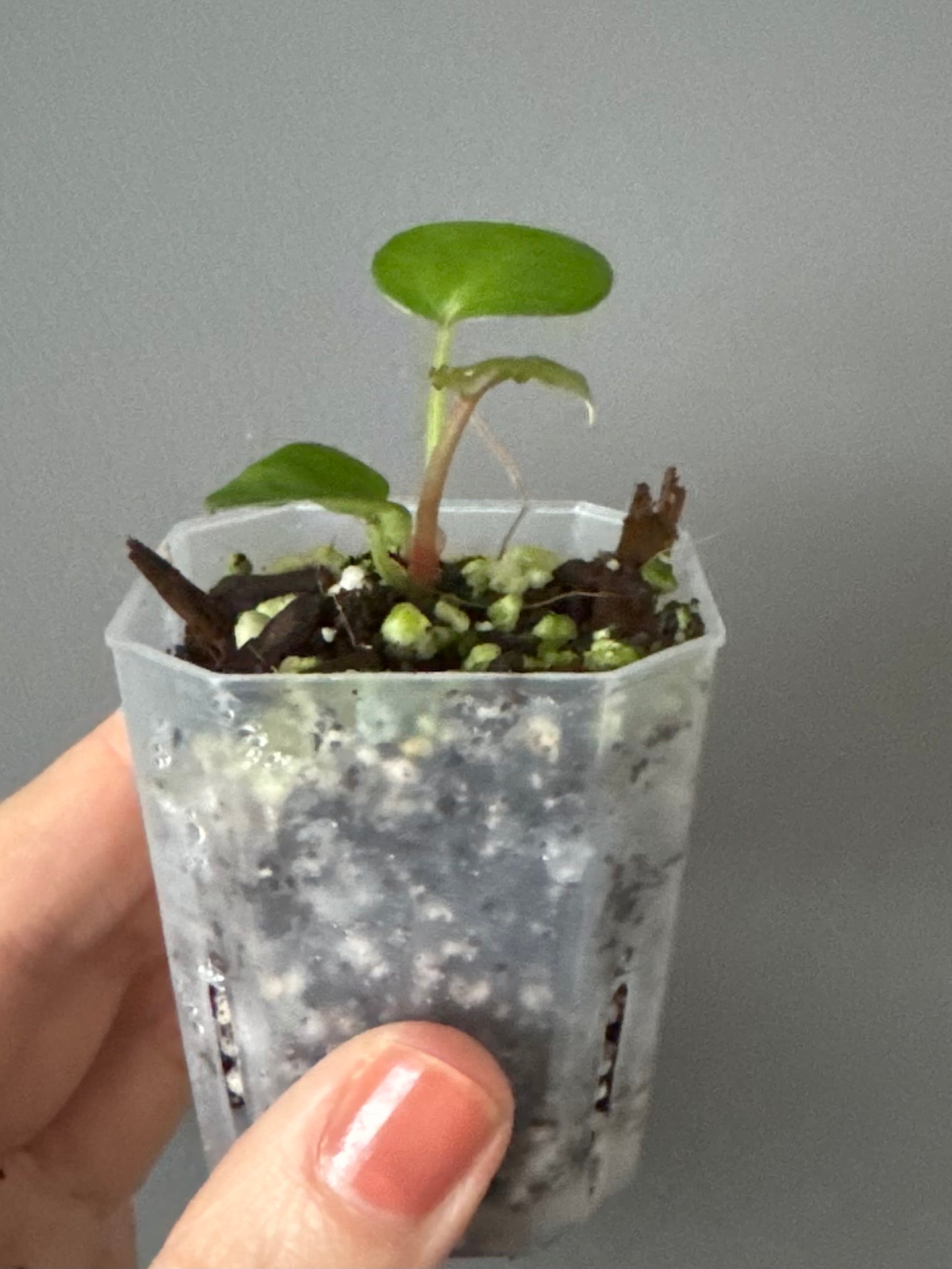 Anthurium Silver Blush x M