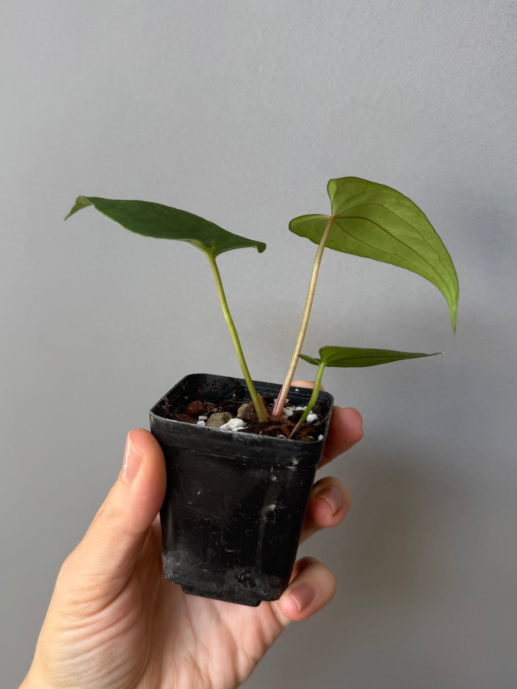 Anthurium ((Ralph Lynam x Fort Sherman) x Carla) X RVDP (greenfelicities)