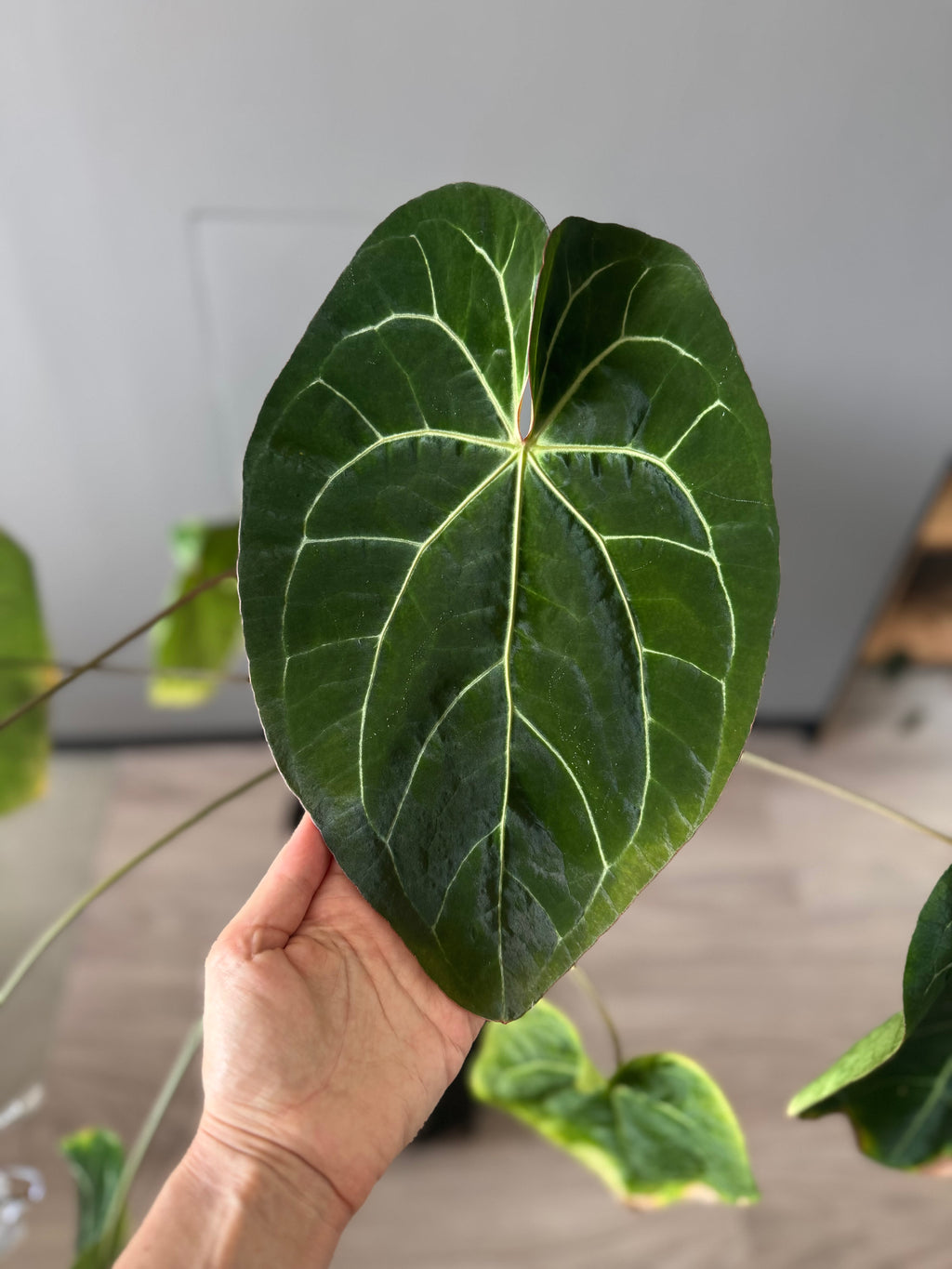 Anthurium NoID x (AOS x forgetii) - seedlinge