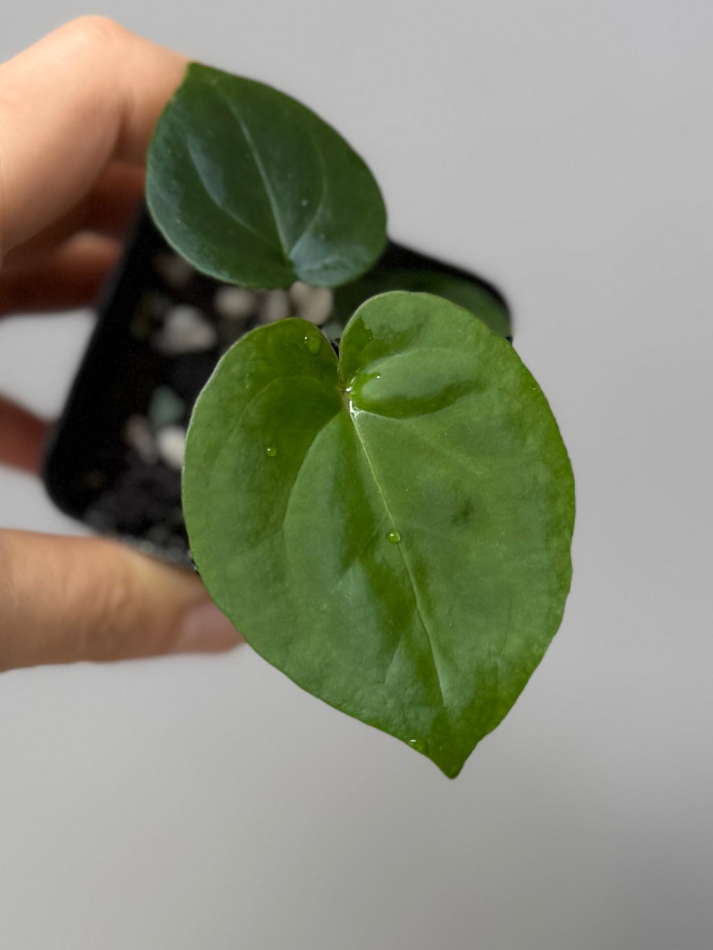 Anthurium (NSE Red Crystallinum x Carla) x RVDP