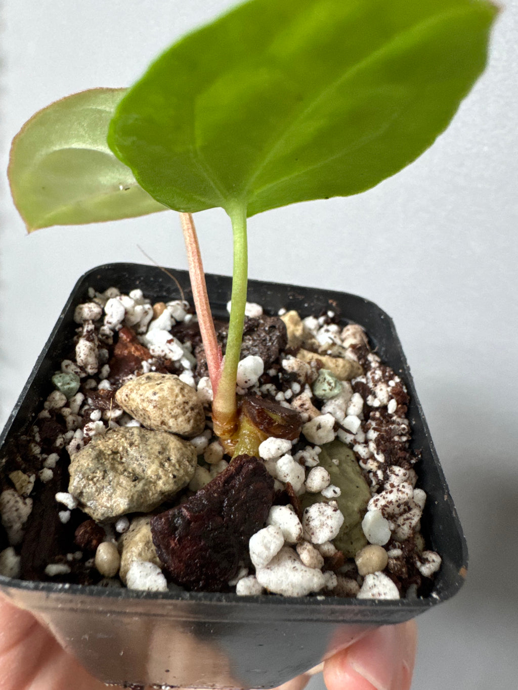 Anthurium carlablackiae RA13 x BVEP OG1 (#2) cutting