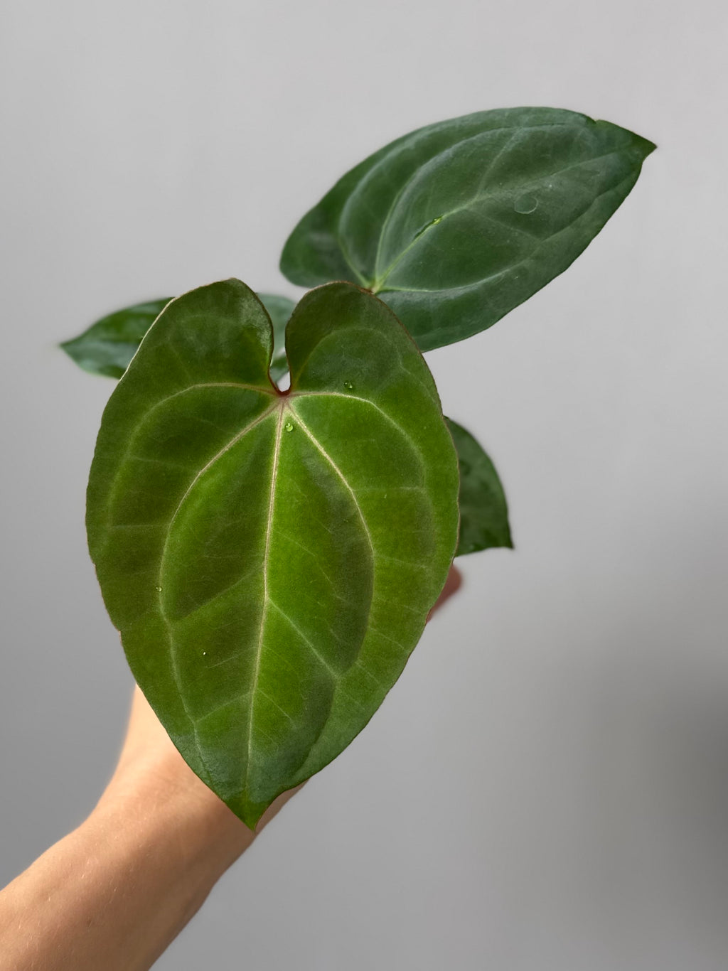 Anthurium Besseae aff. x RVDP