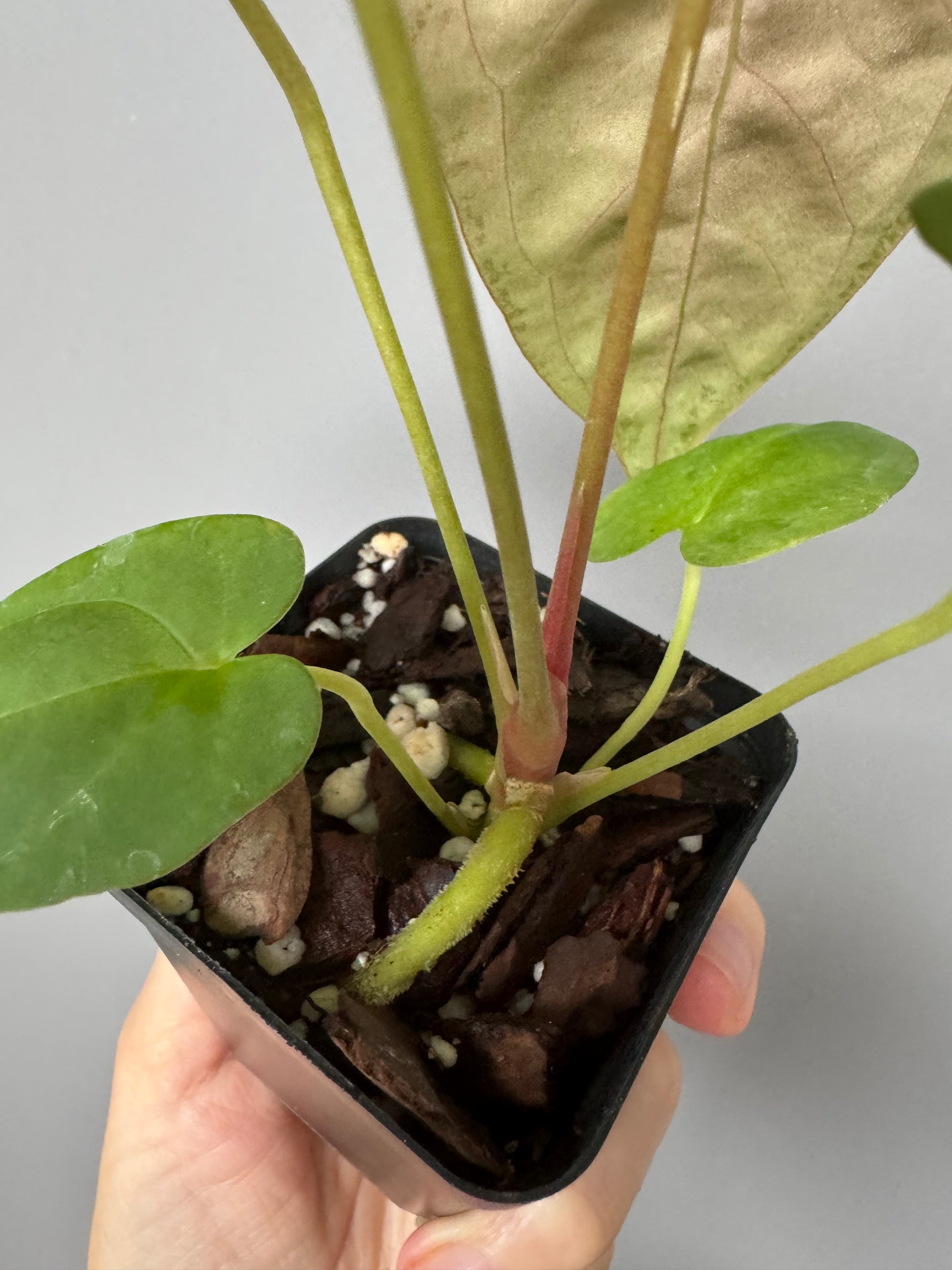 Papillilaminum K1xT5 - #2