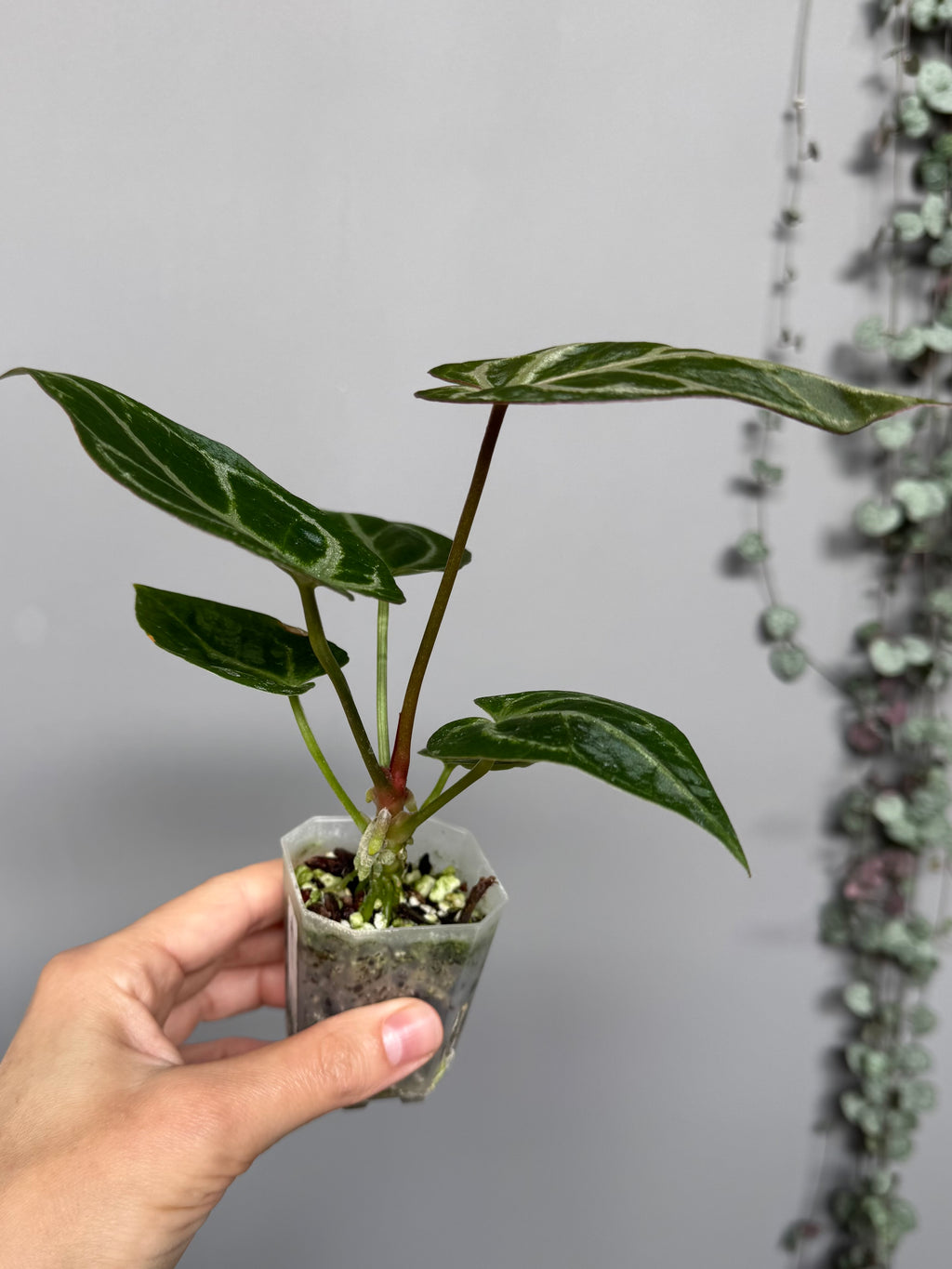 Anthurium ((magnificum x crystallinum) x NoID) XM - Plant A