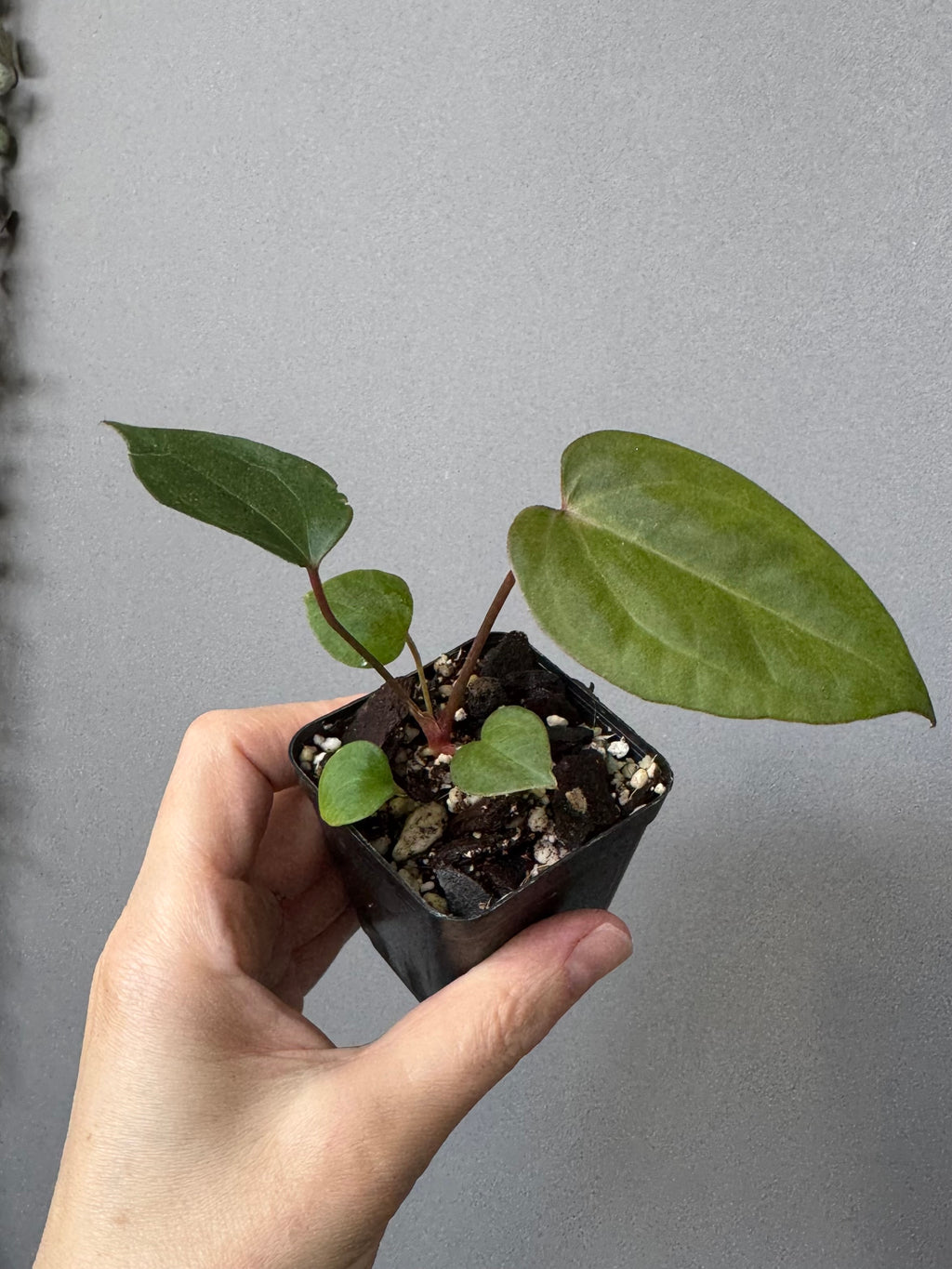 Anthurium CV Carmesim x ZxM