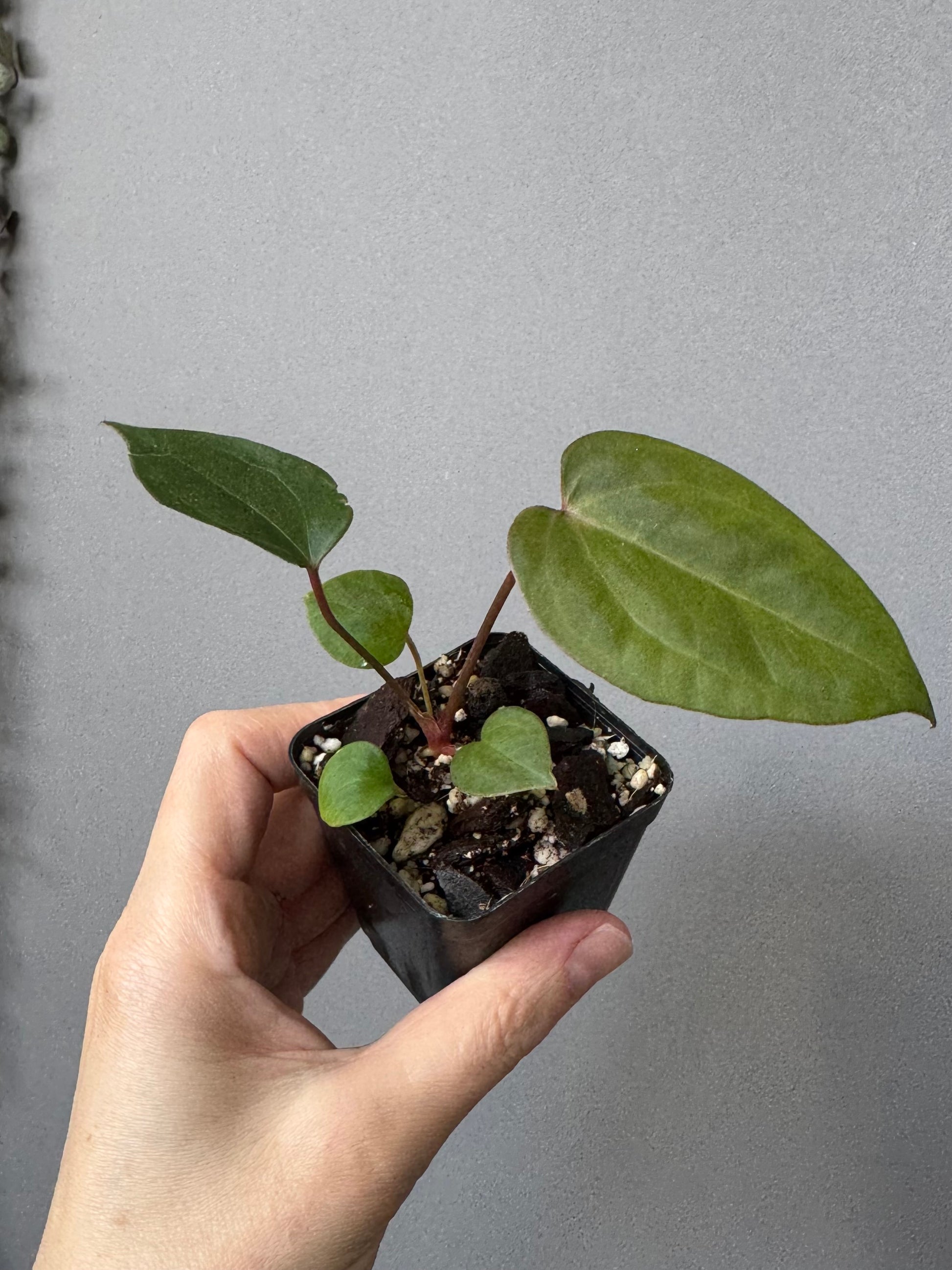 Anthurium CV Carmesim x ZxM