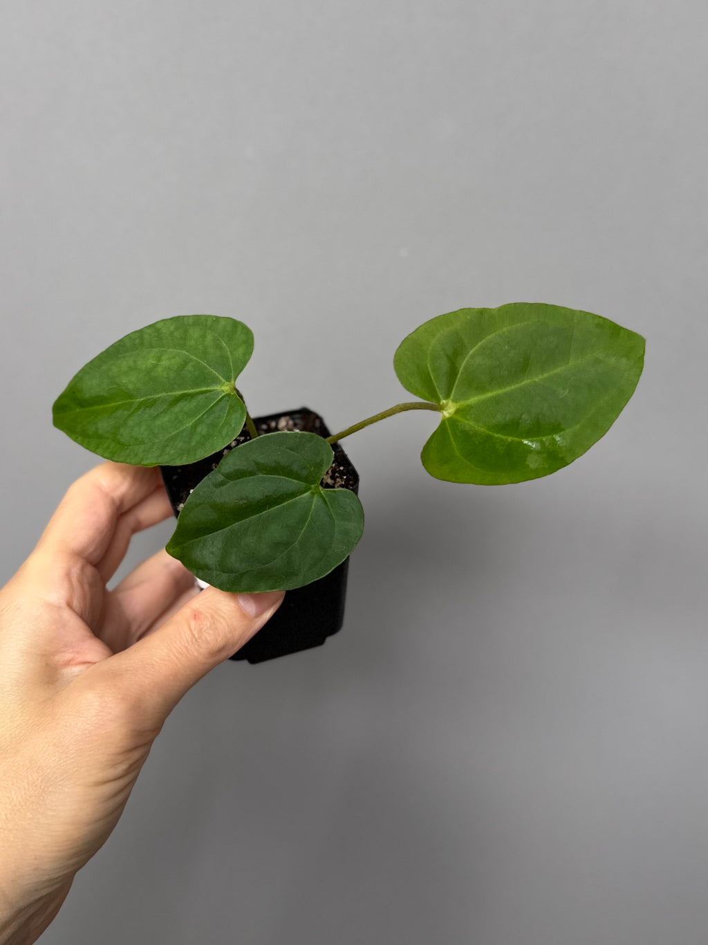 Anthurium Tezula AOS df x BVEP neon (Sarah)