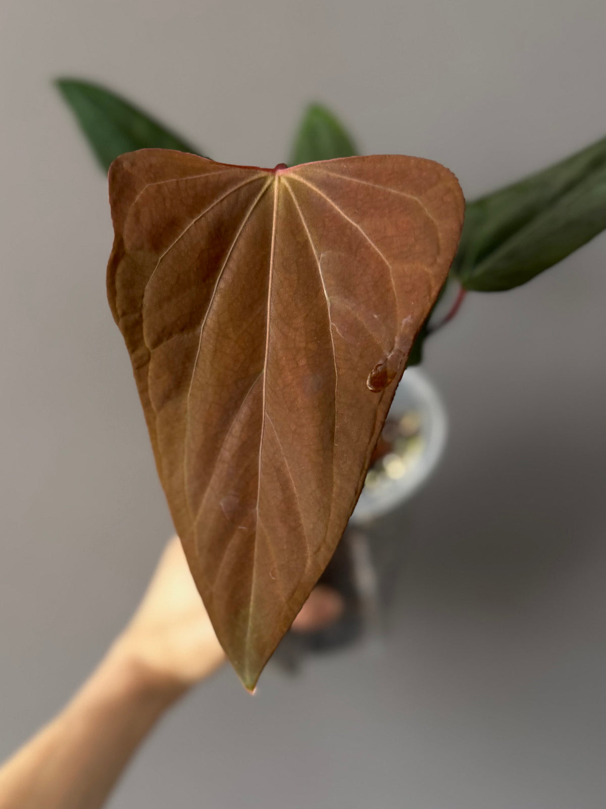 Anthurium portillae ‚Dorito‘ Klon Ableger