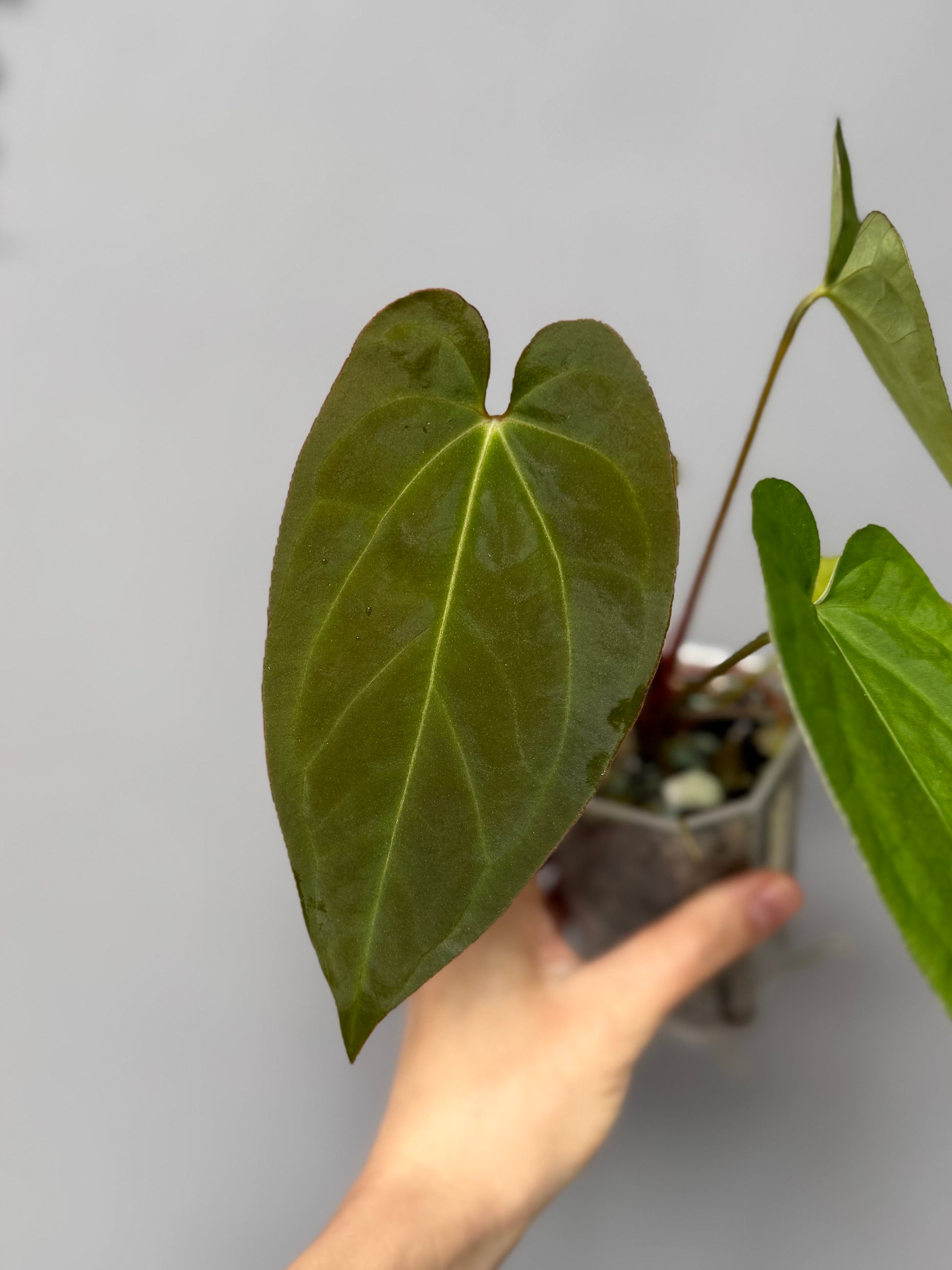 Anthurium magnificum x BVEP OG1 (#2)