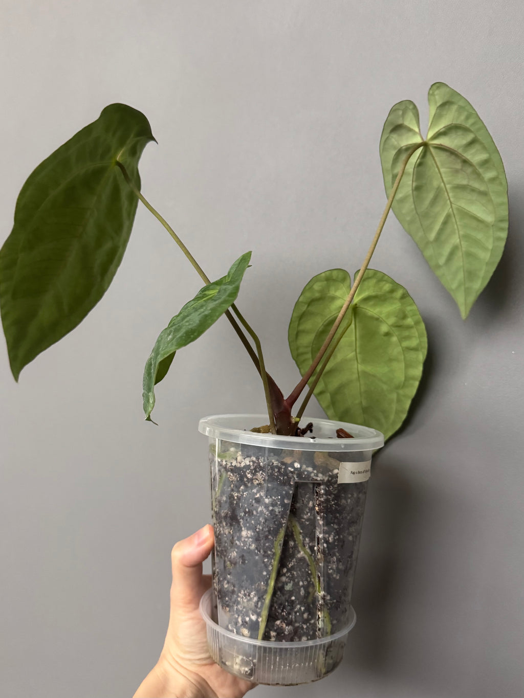 Anthurium papillilaminum x besseae aff.