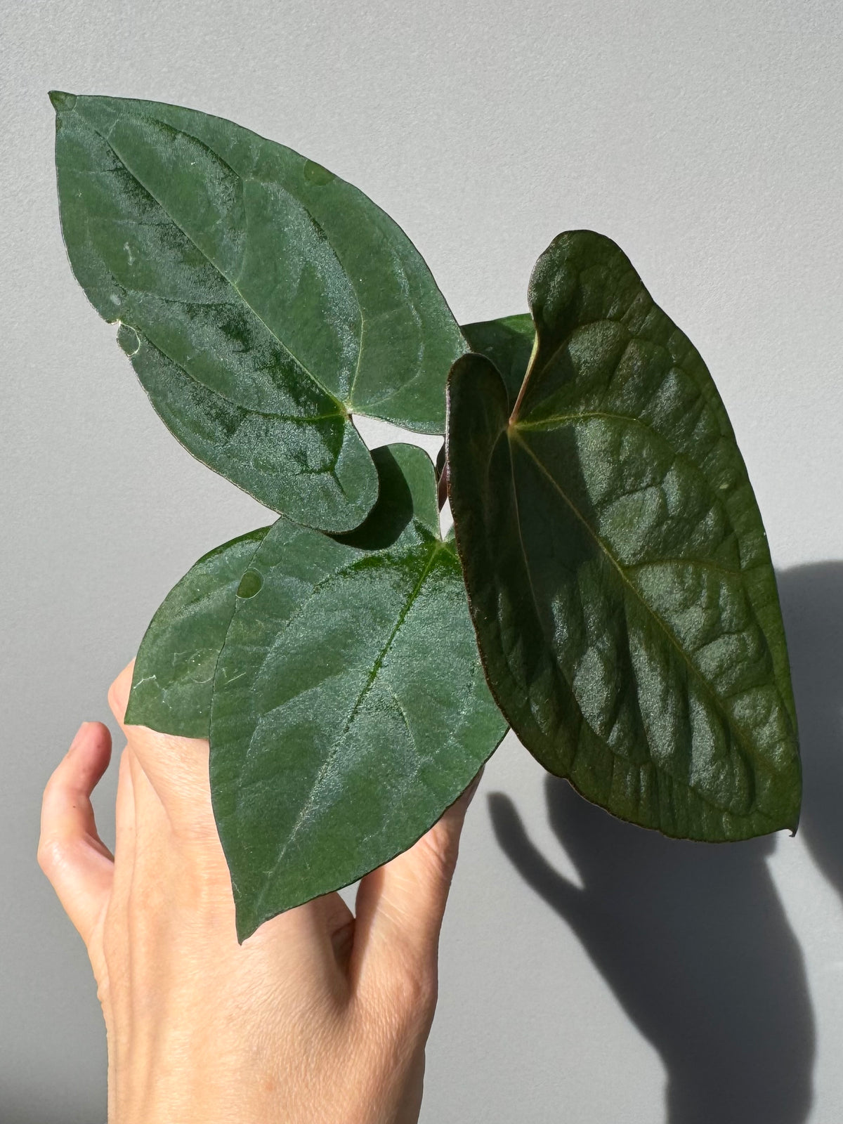Anthurium (AOS x Carla) x RVDP