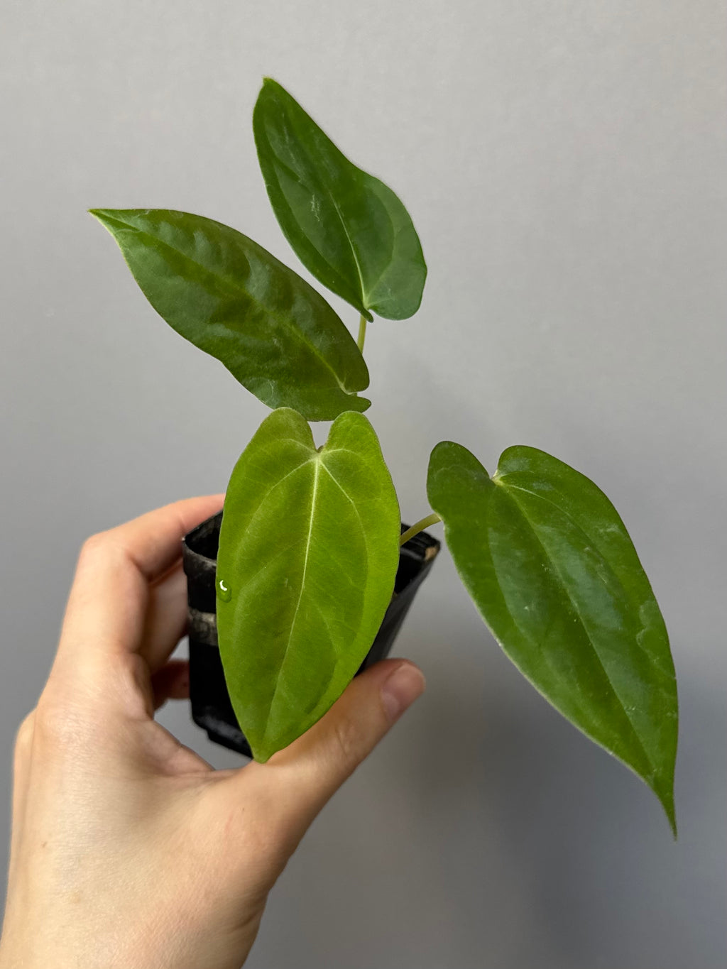 Papillilaminum K1xT5 #3