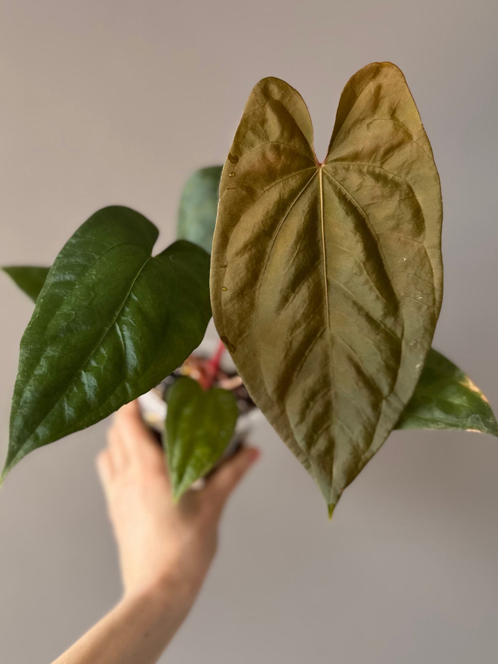 Anthurium sp Nov DF x BVEP OG1 (by anthurium.aura)