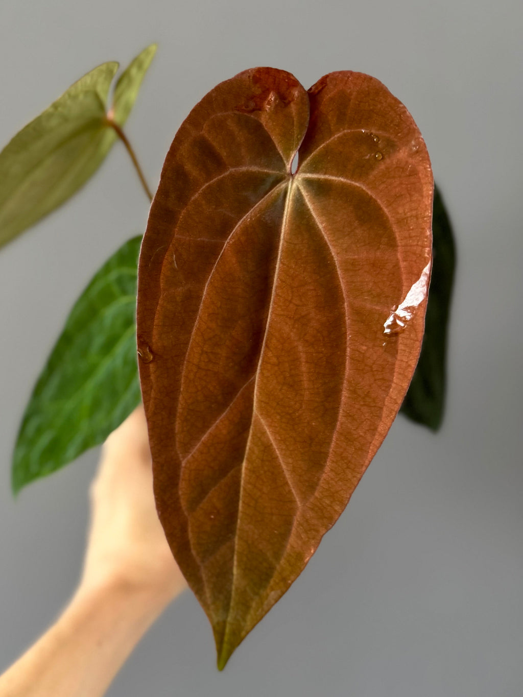 Anthurium BVEP ‘Laila’ x AOS df Tezula