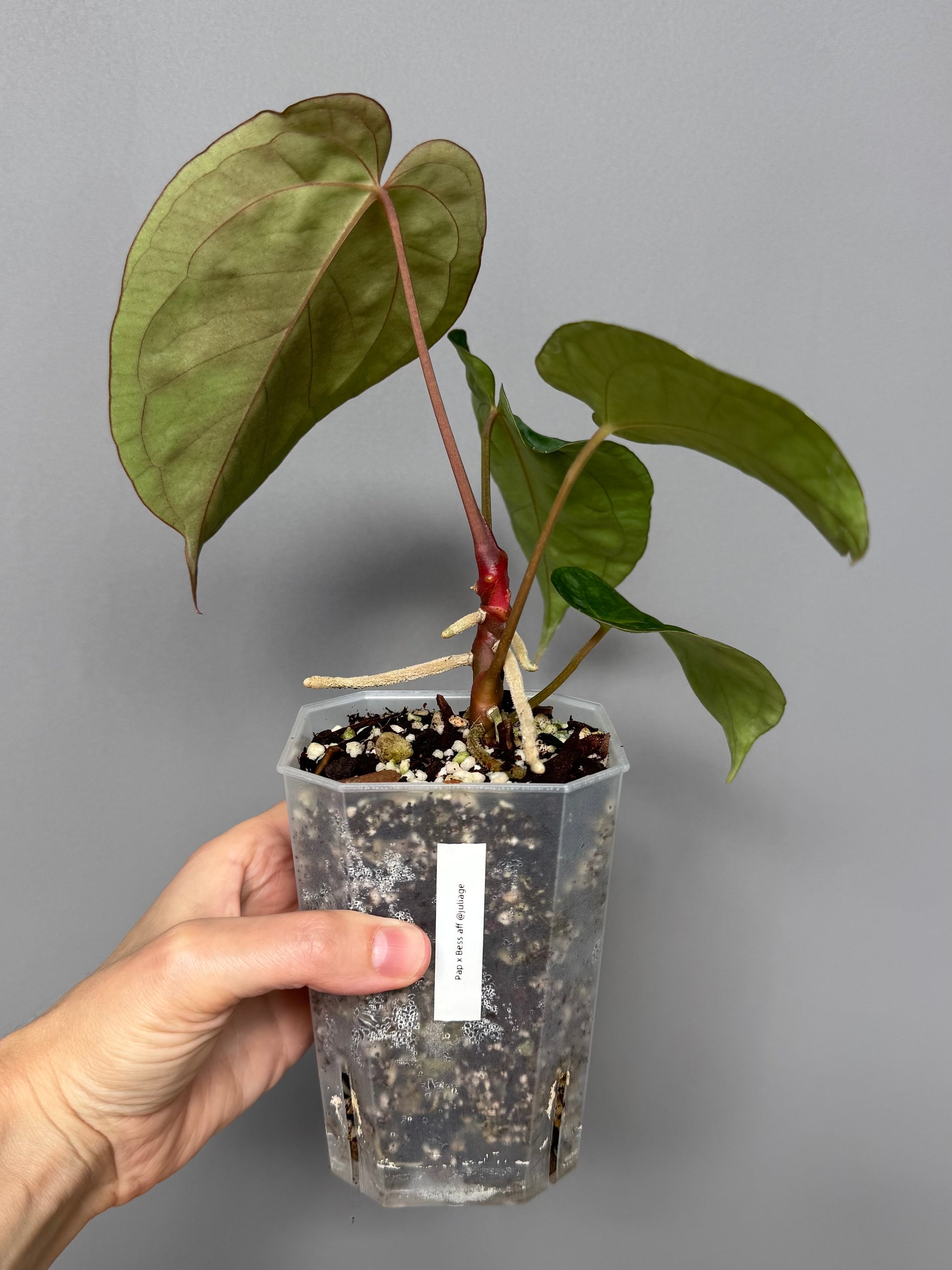 Anthurium papillilaminum x besseae aff. - Plant B