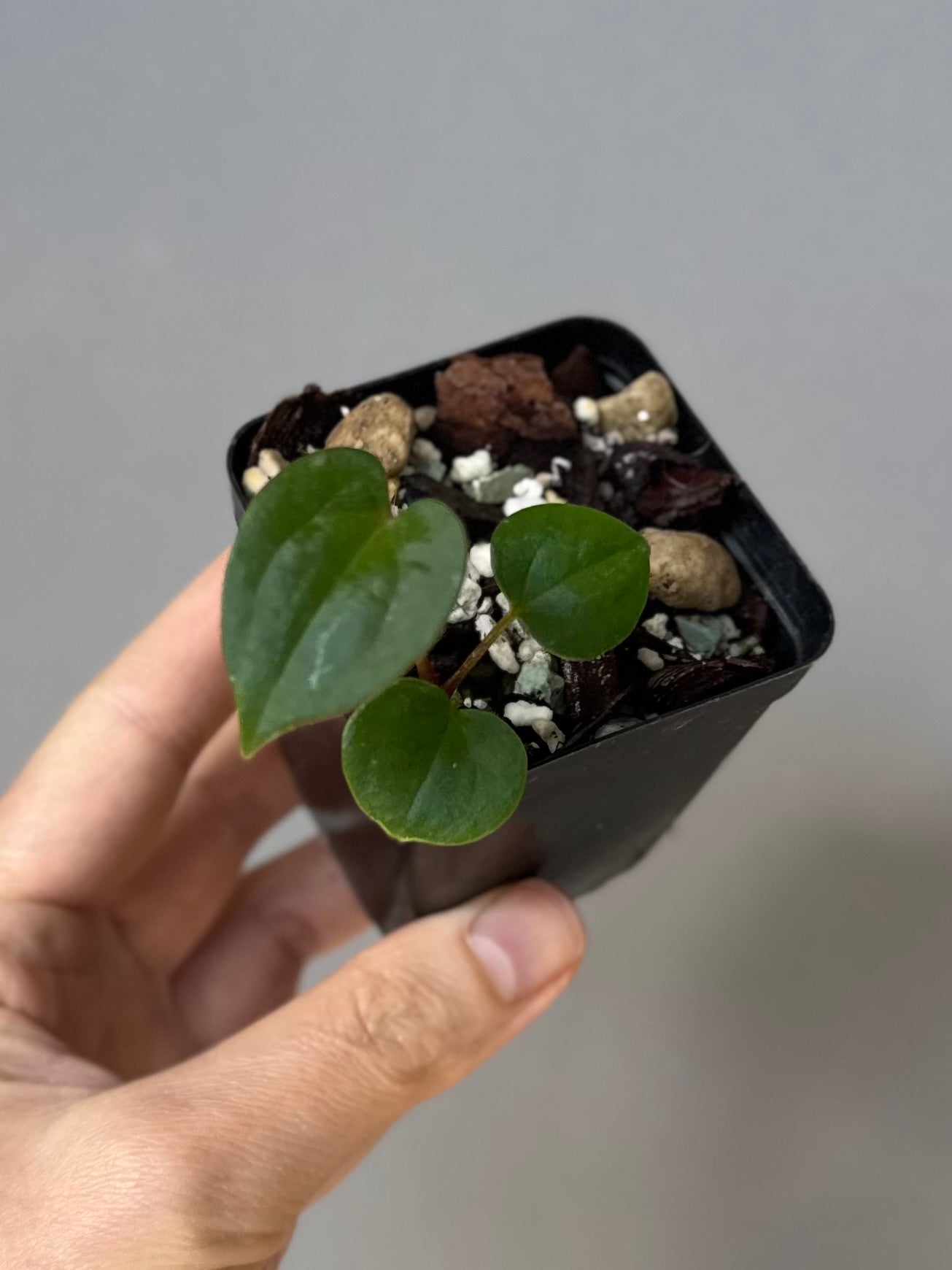 Anthurium RVDP - Red Vein Dark Phoenix - clone