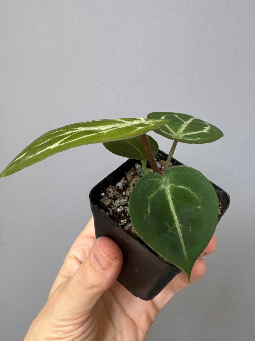 Anthurium Silver Blush x Michelle