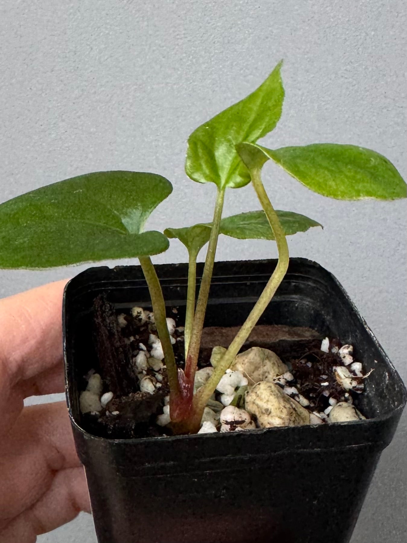 Anthurium papillilaminum Fort Sherman x RVDP (FSxRVDP)