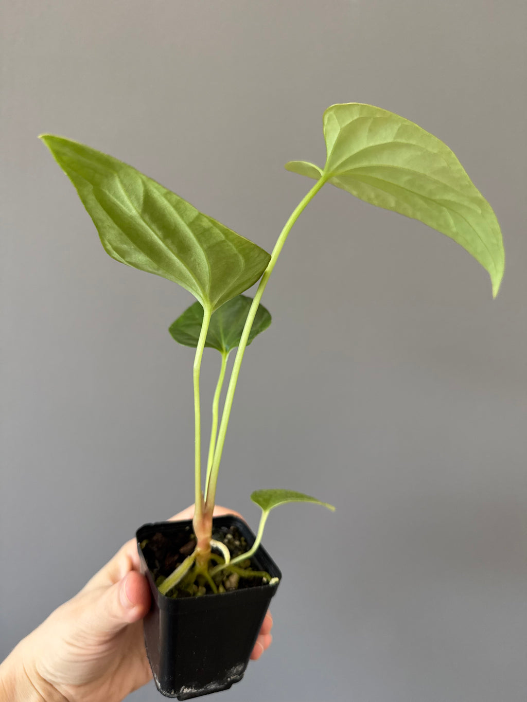 Anthurium Mr. Worldwide x debilis (by variegated_stringray)