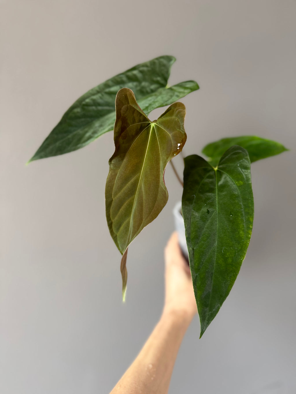 Anthurium papillilaminum Fort Sherman x Ralph Lynam (Jay Vannini clone)