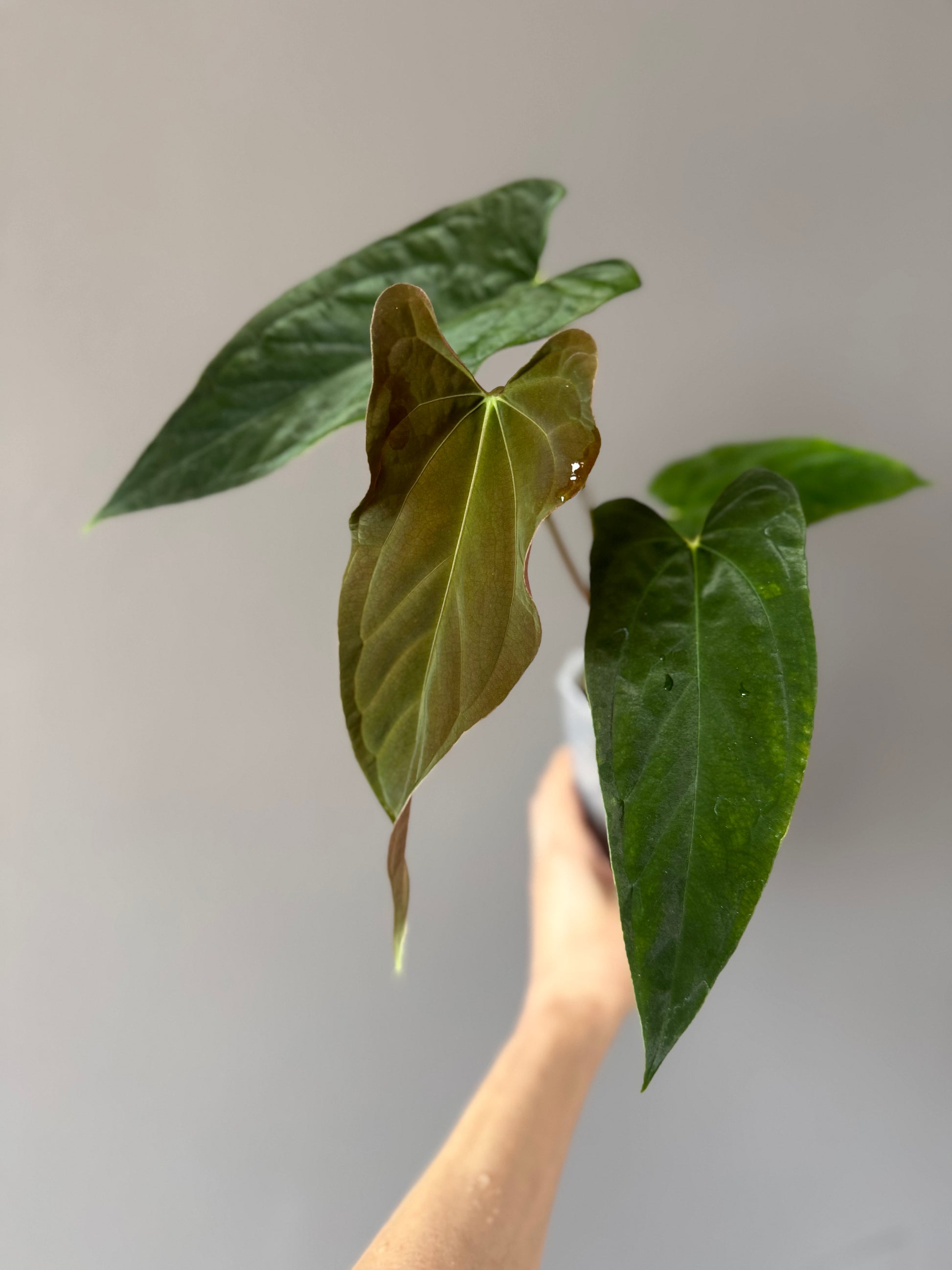 Anthurium papillilaminum Fort Sherman x Ralph Lynam (Jay Vannini clone)