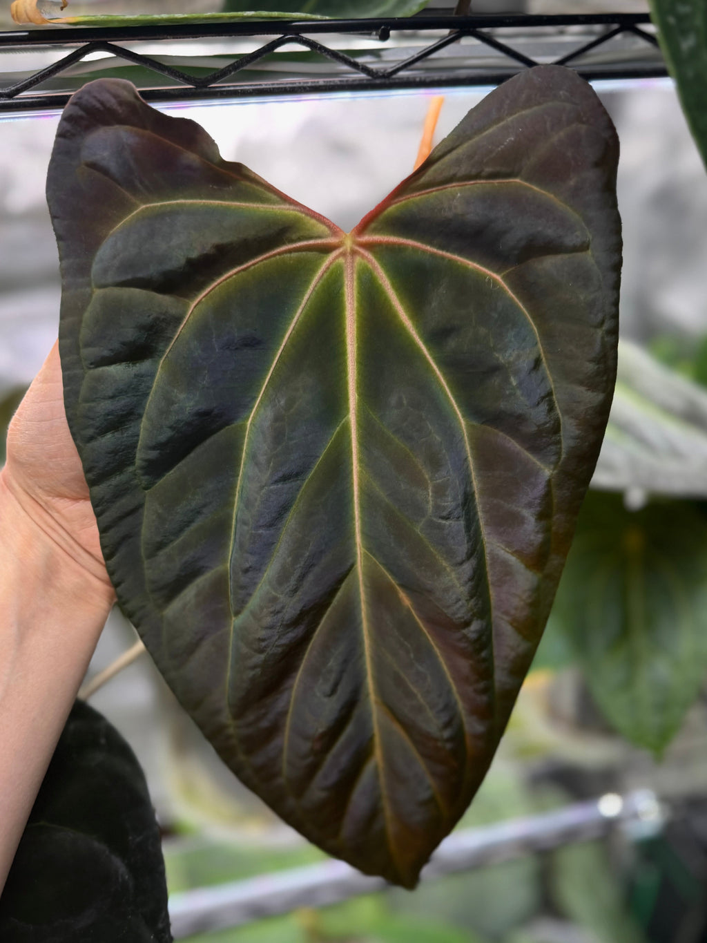 *Birthday SPECIAL* 2x Anthurium (Daniel x Besseae aff.) x (FSxRL)
