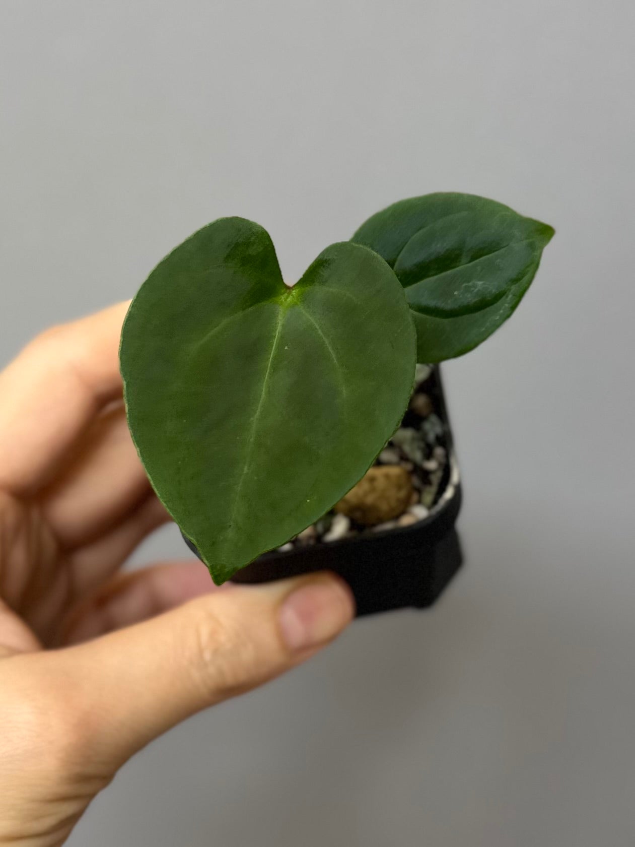 Anthurium Besseae aff. x RVDP