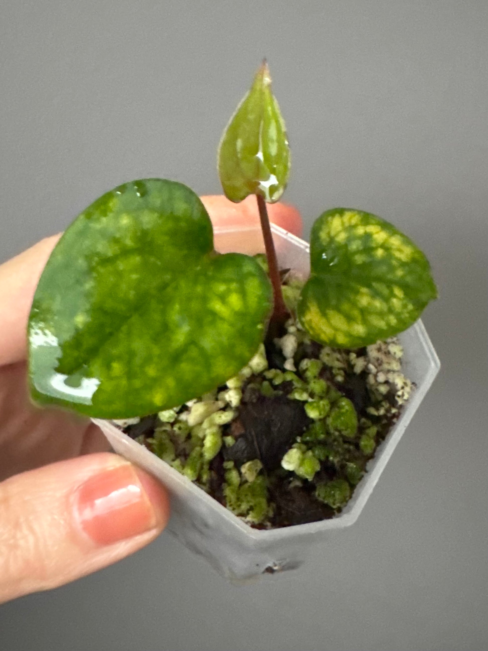 Anthurium RVDP - Red Vein Dark Phoenix - Klon