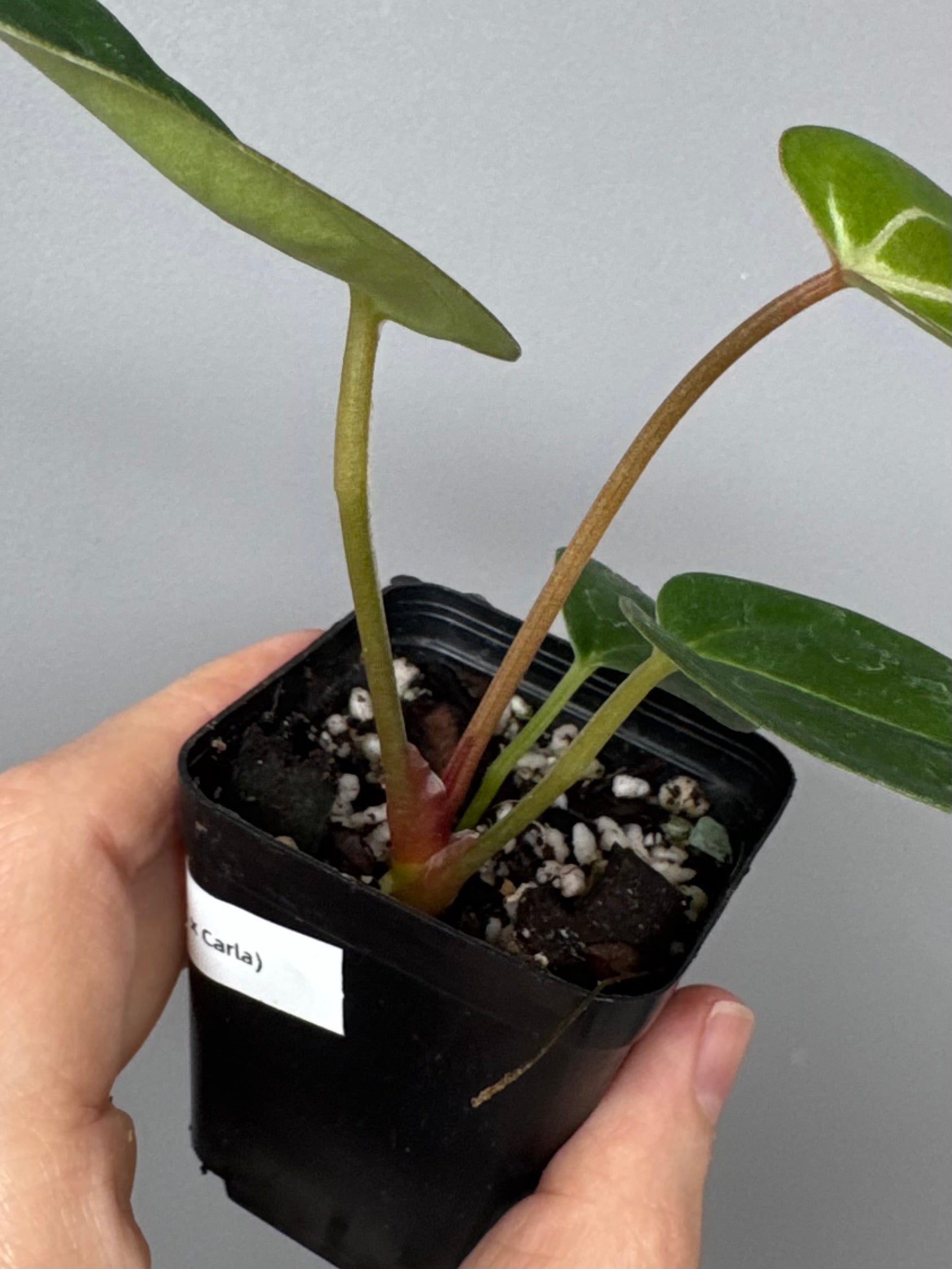 Anthurium (PapillilaminumX x (KOS x Silver Blush)) X (NSE Red Crystallinum x carlablackiae)