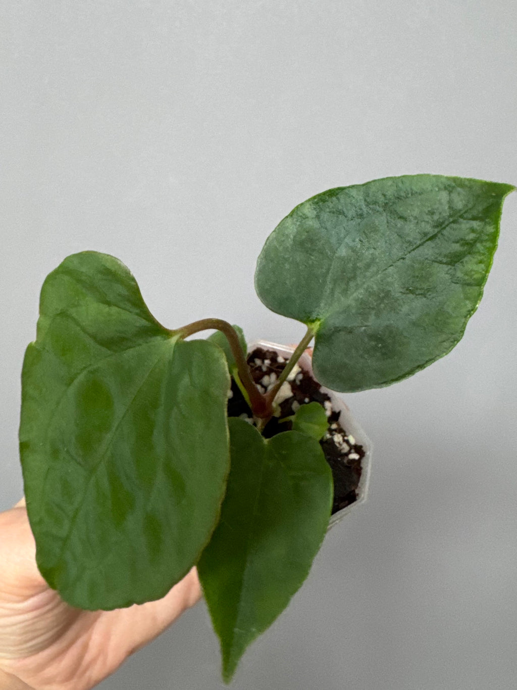 Anthurium papillilaminum Ralph Lynam xself (Dwane/nodeboi)