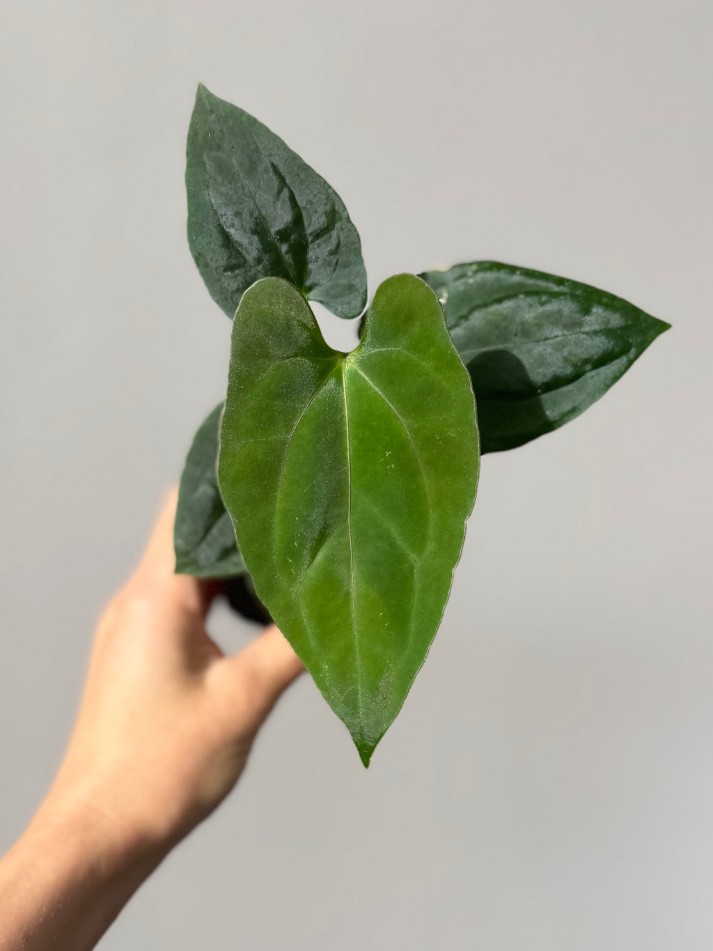 Anthurium ((BVEP x Portillae Dorito) x (Dark Phoenix x Goliath)) x (Fort Sherman x RVDP)