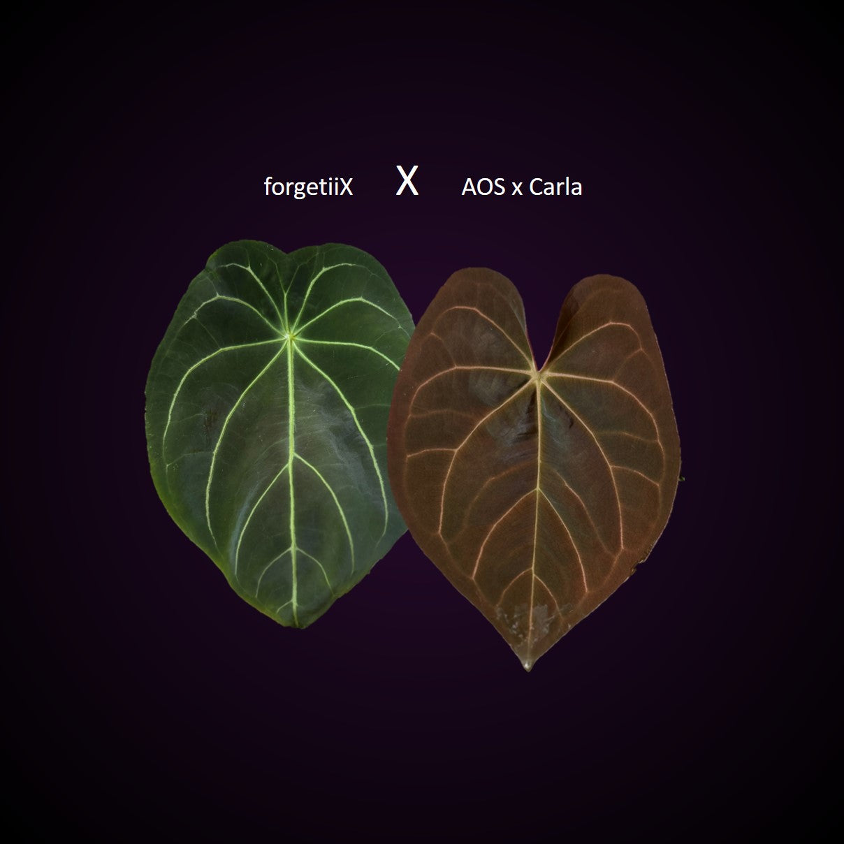 Forgetii Hybrid x  (AOS x Carlablackiae)