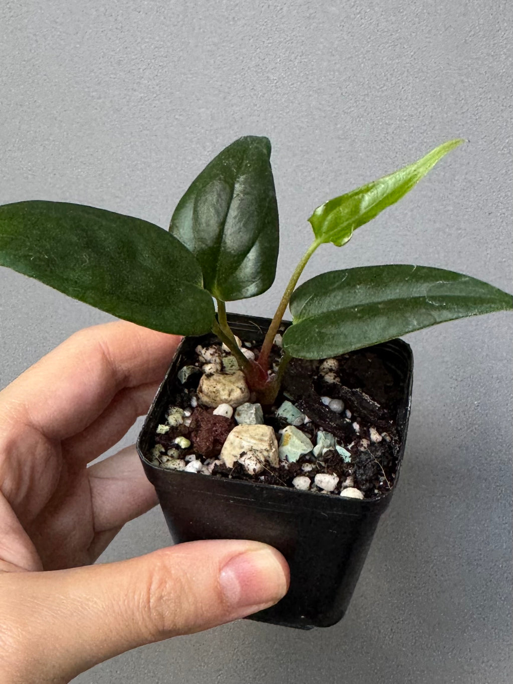 Anthurium (Subsignatum x Pap Marie) x (portillae Dorito x RLFS) (#2)
