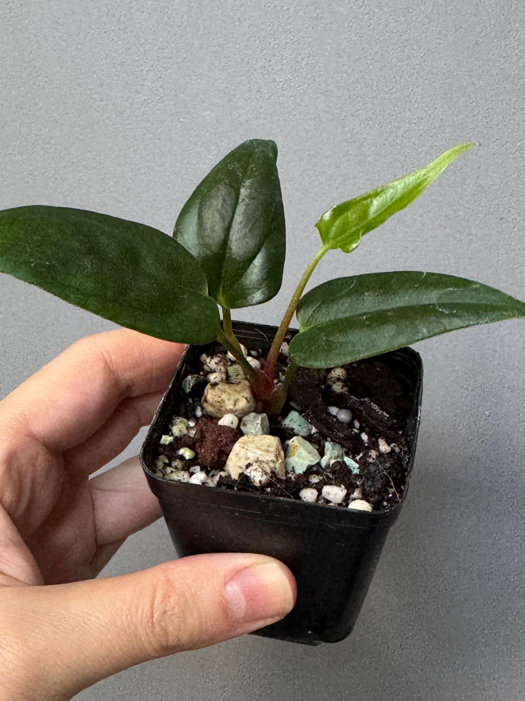 Anthurium (Subsignatum x Pap Marie) x (portillae Dorito x RLFS) (#2)