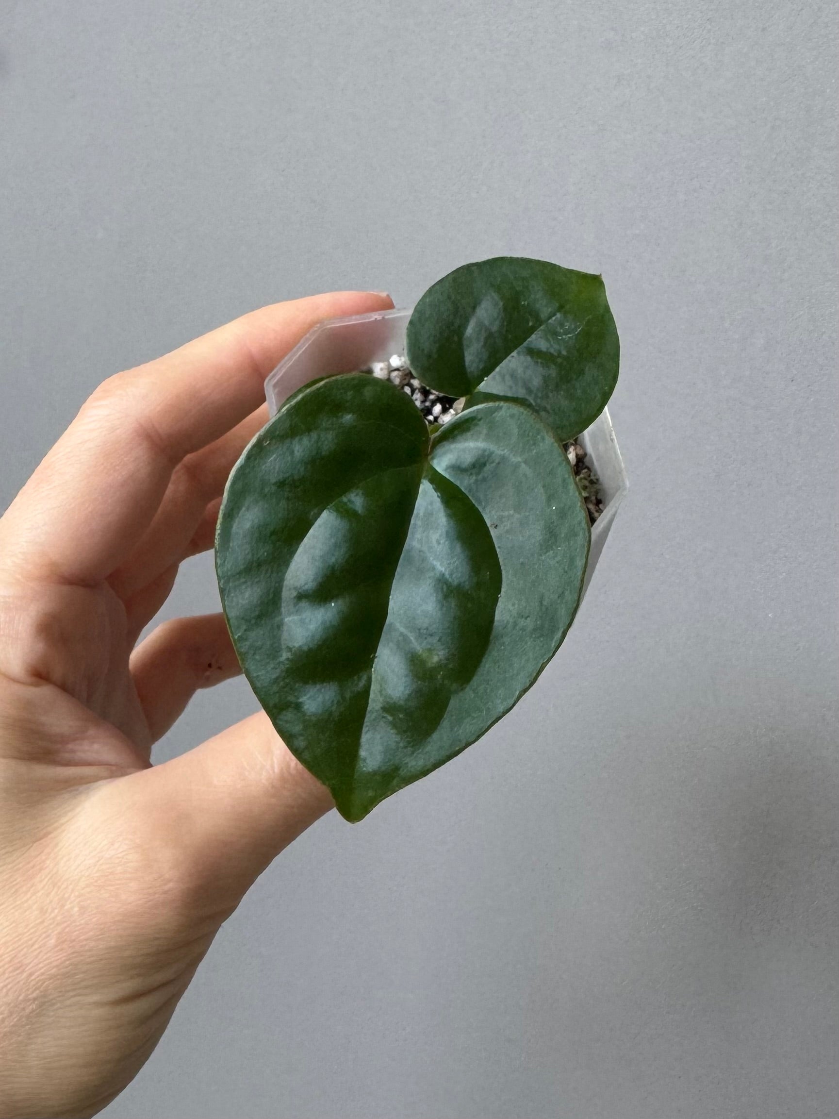 Anthurium ZxM x luxurians