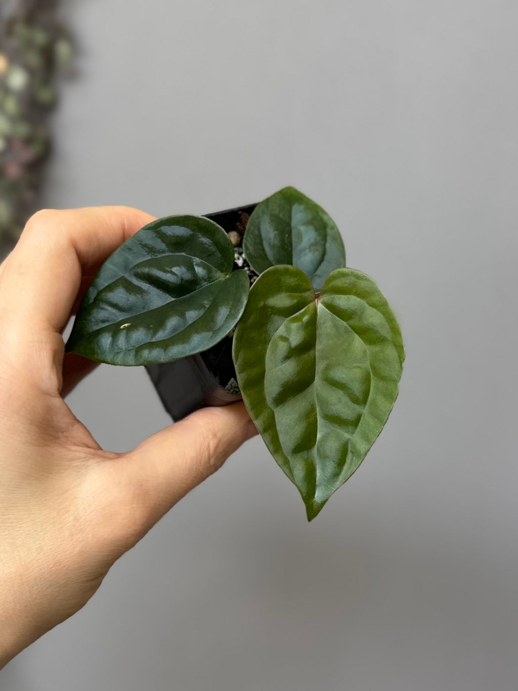 Anthurium ZxM x luxurians