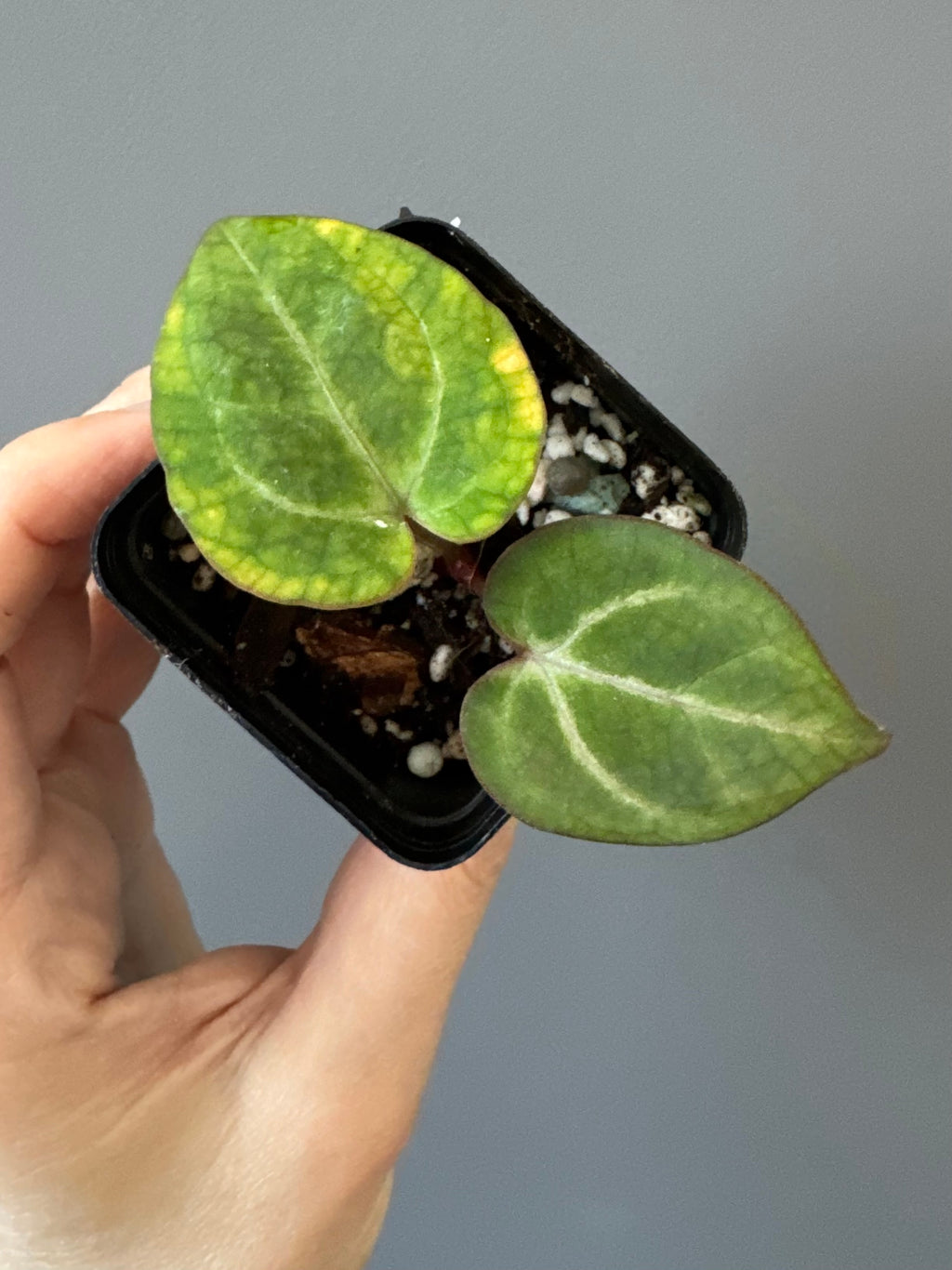 Anthurium (Complex KOS/HU hybrid) x NSE Carlablackiae (by nordicplantdiary)