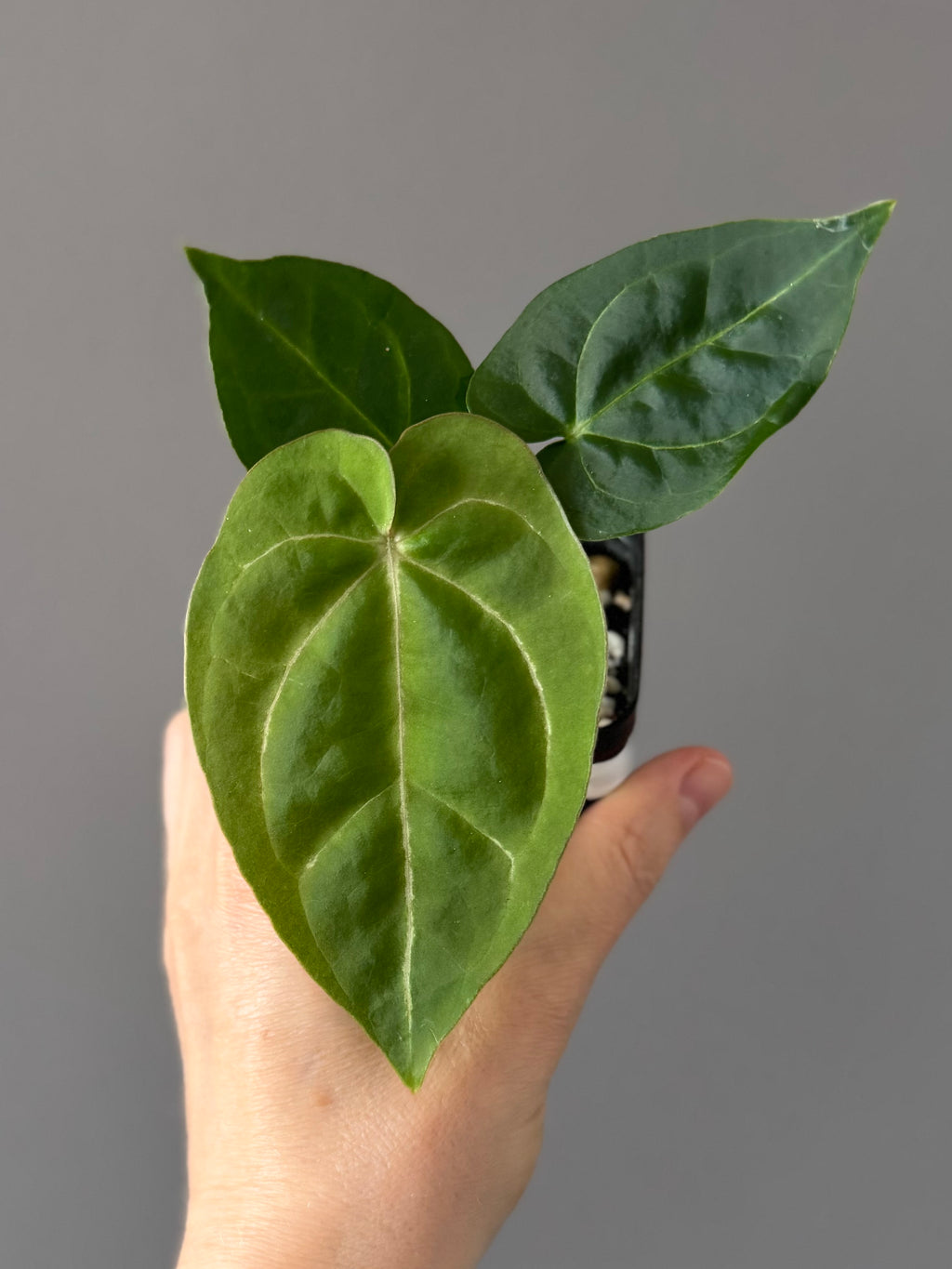 Forgetii Hybrid x  (AOS x Carlablackiae)