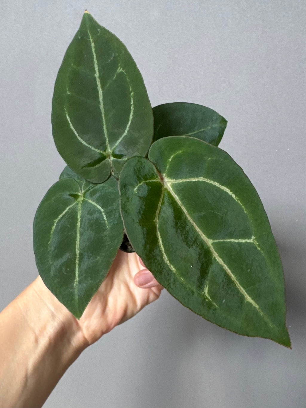 Anthurium Michelle x (AOS x Carlablackiae)