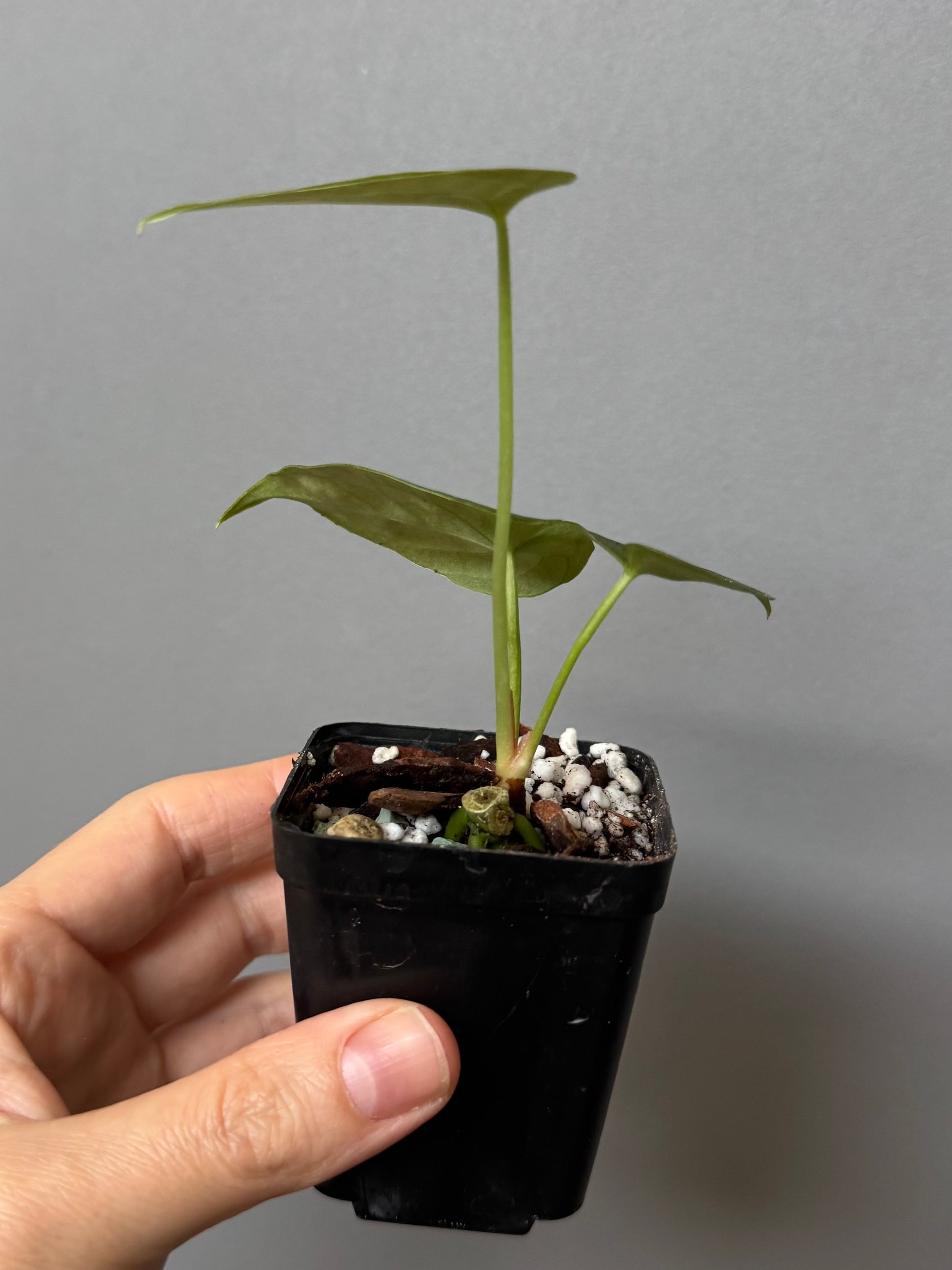 Anthurium forgetii df x papillilaminumX (by formundflora)