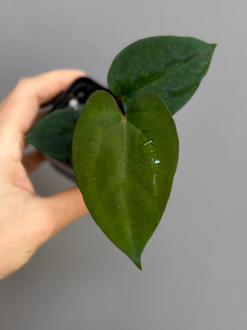 (Papillilaminum Daniel x Besseae aff.) X RVDP