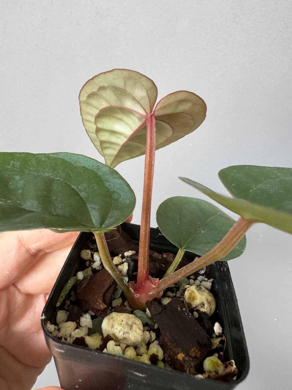 Anthurium ZxM x luxurians