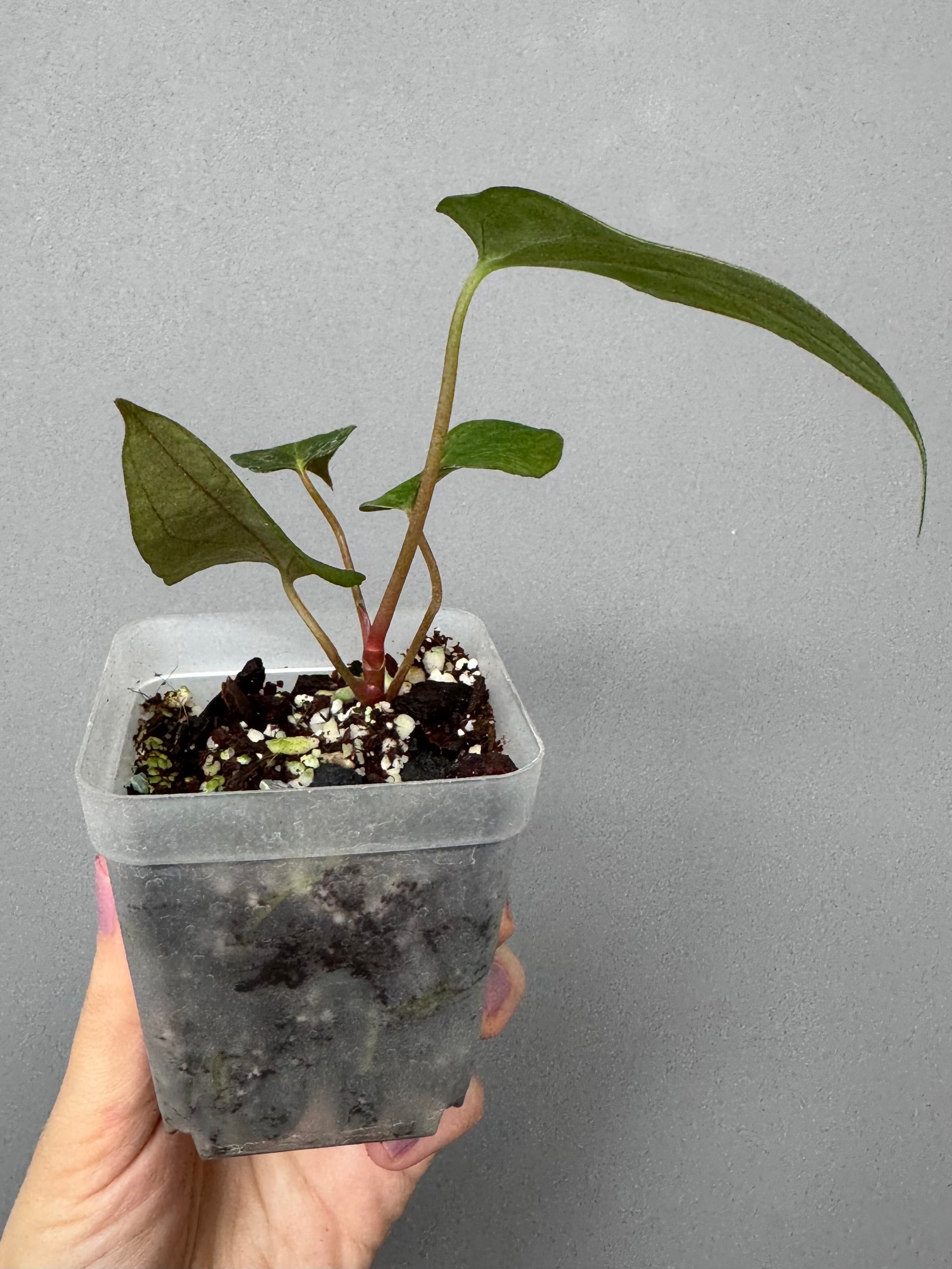 Anthurium papillilaminum ‚Fort Sherman‘ Klon (von abelia.plants)