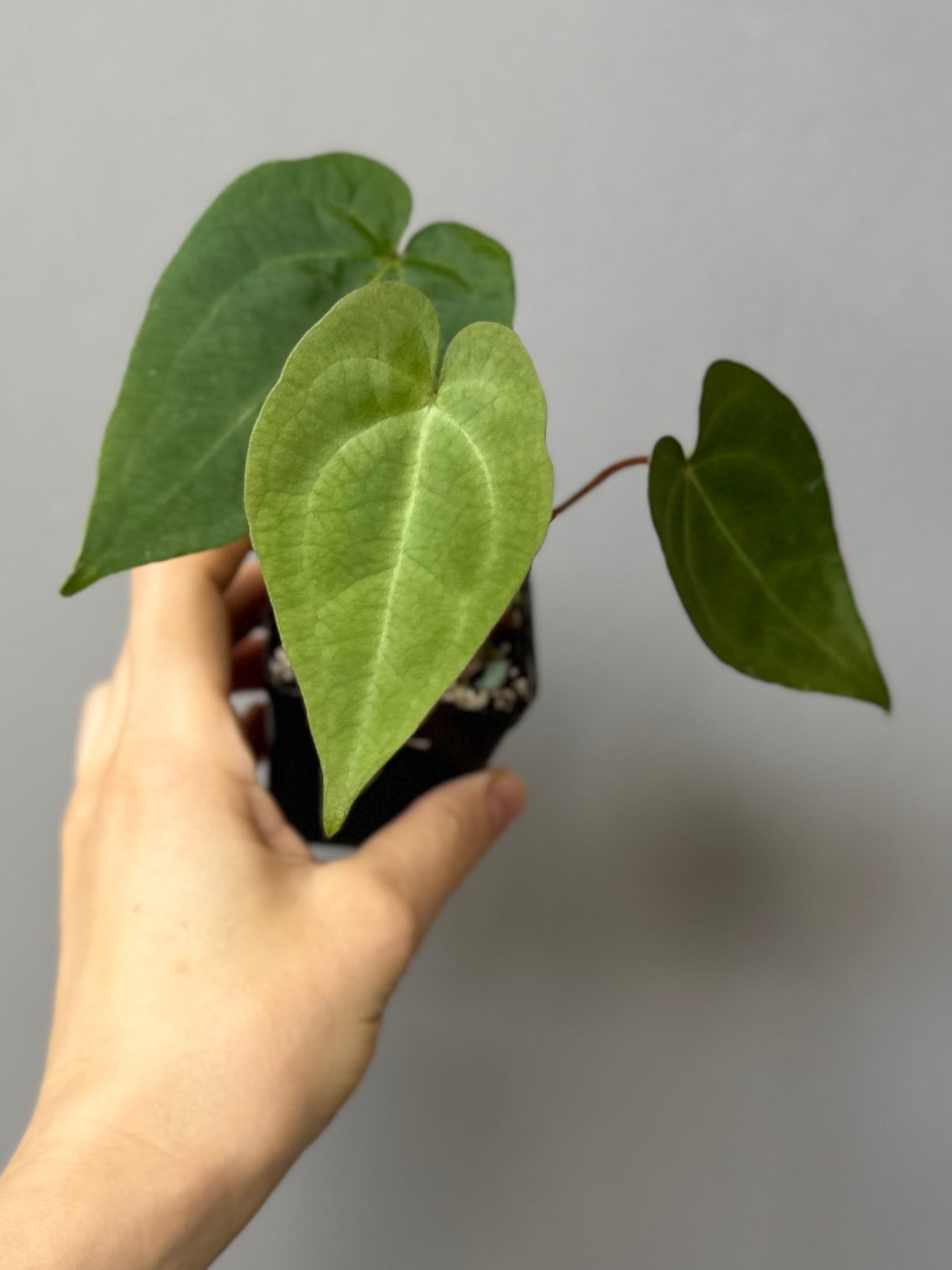 Anthurium NoID x (AOS x forgetii)