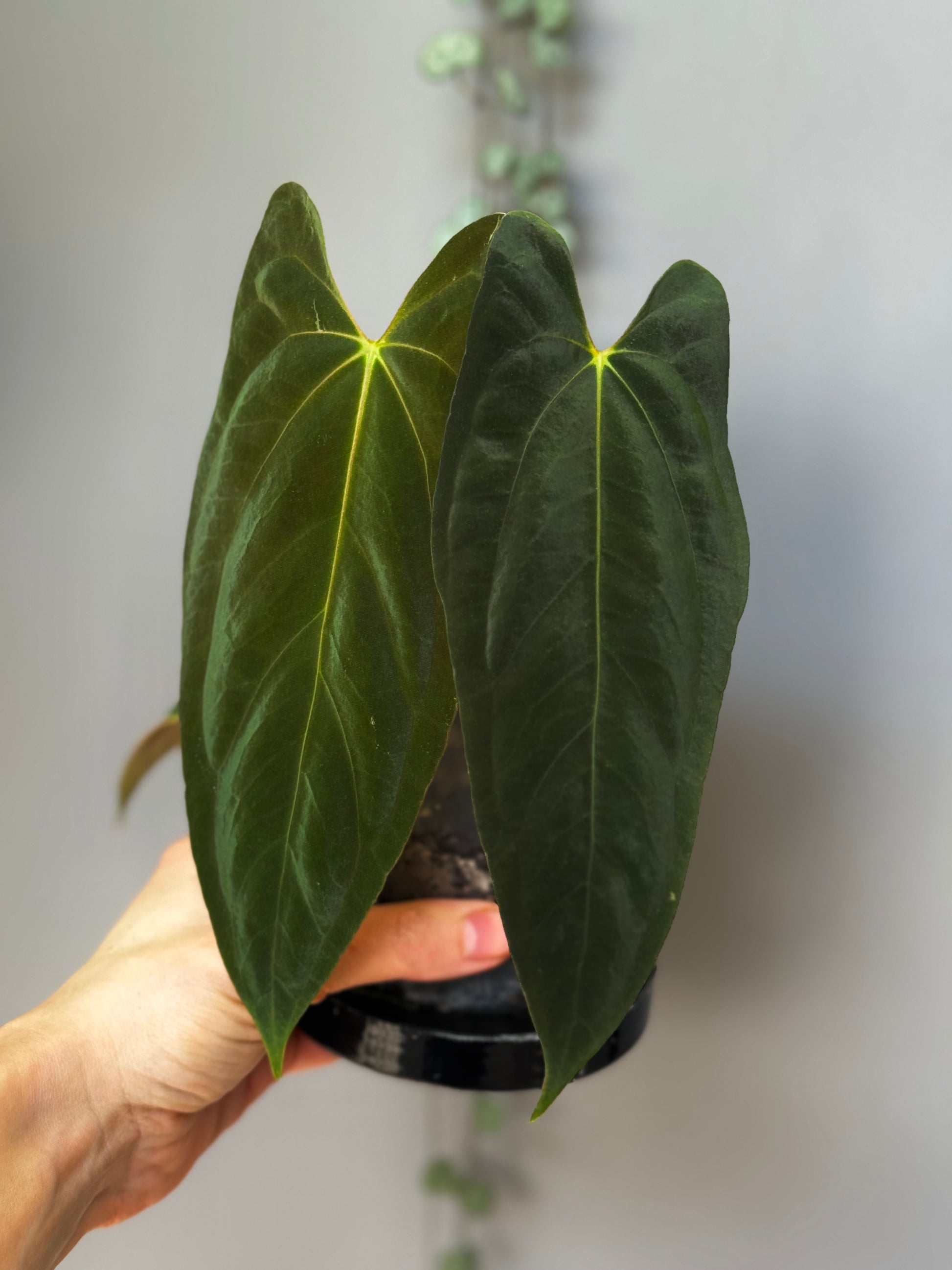 Anthurium papillilaminum 'Fort Sherman' clone