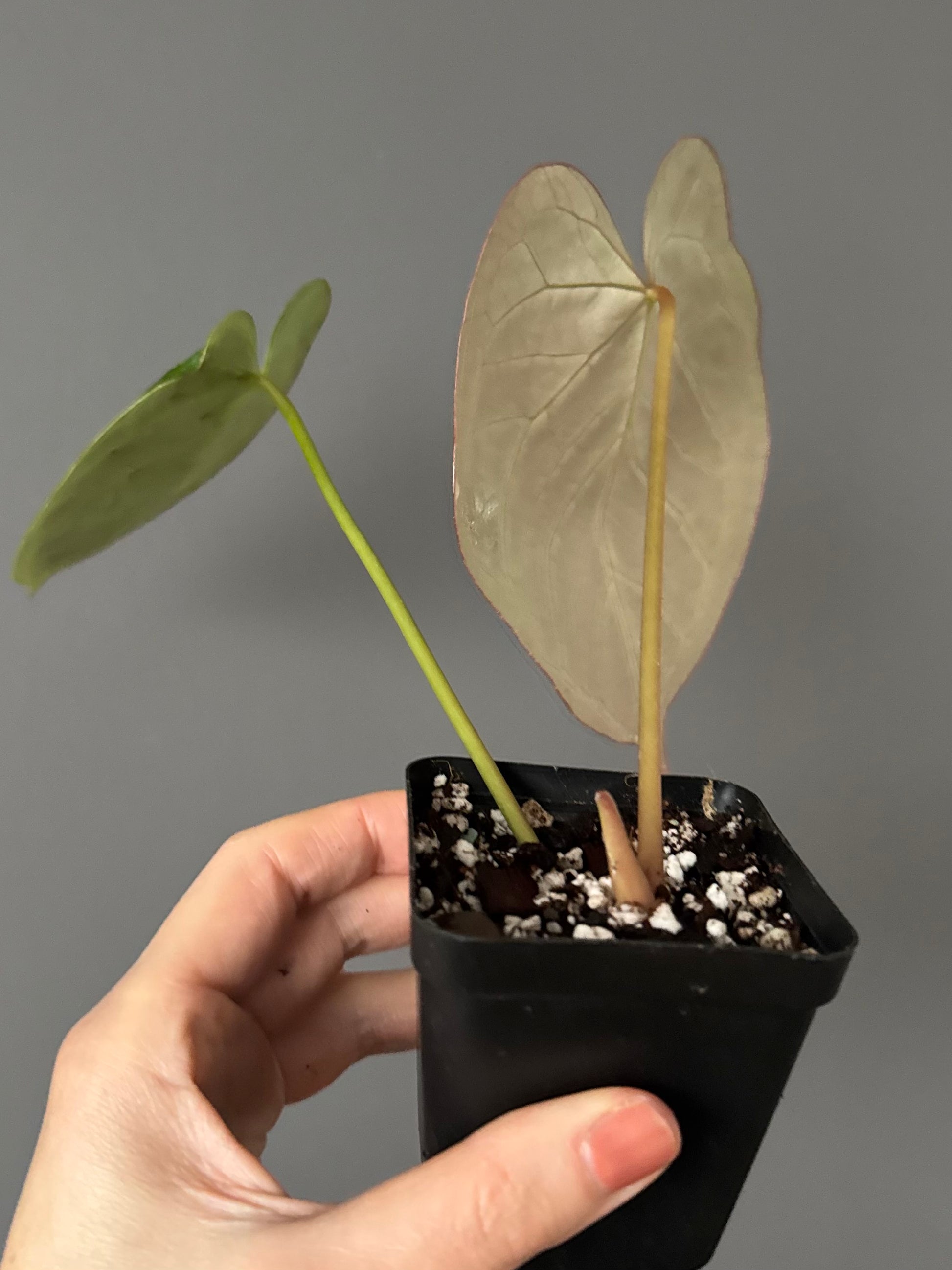 Anthurium Silver Blush