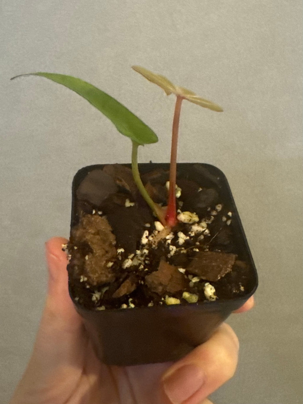 Anthurium M x AOS dfxgf